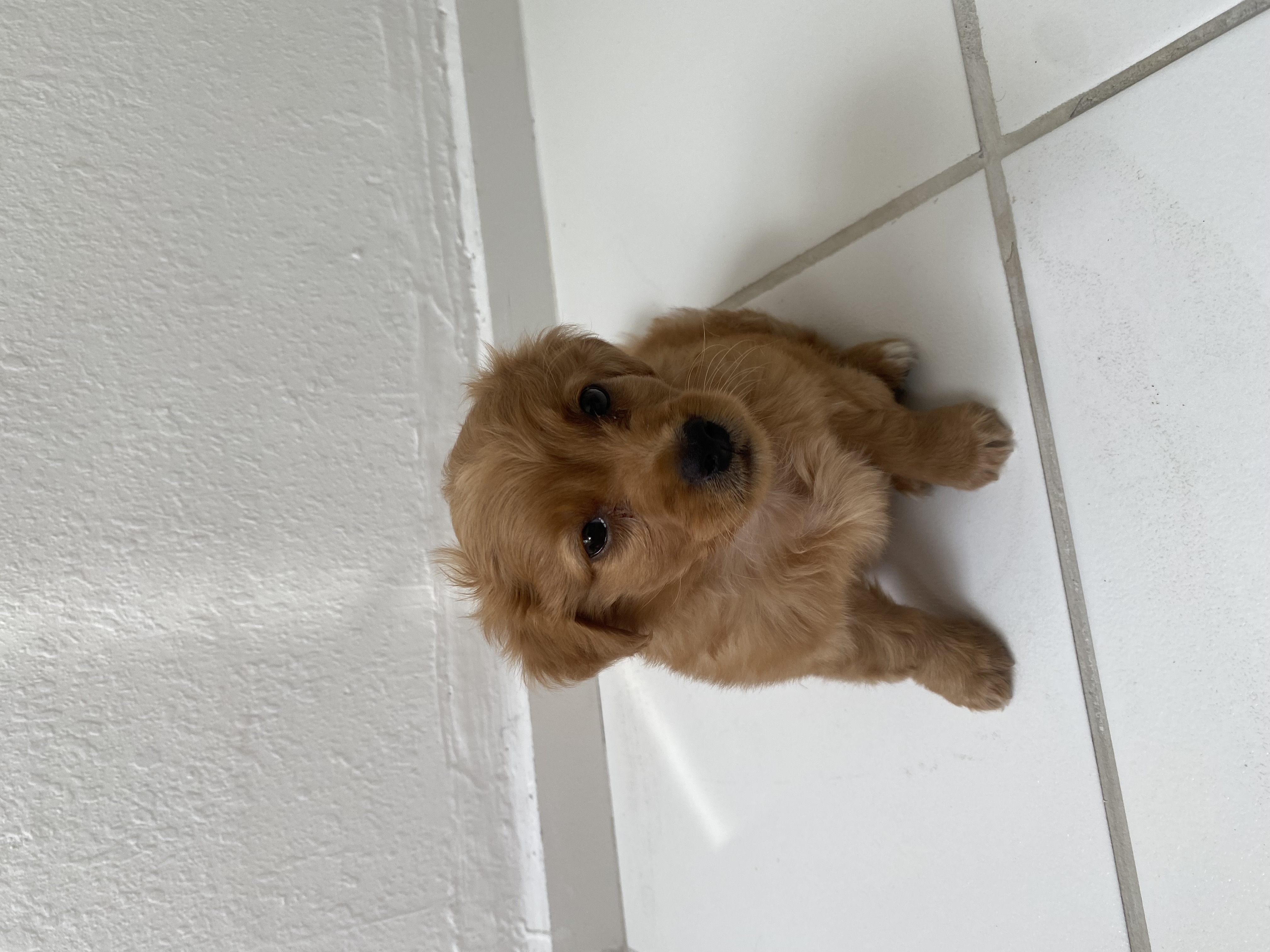 Portal Vendocão VENDO FILHOTE DE POODLE MACHO Salvador