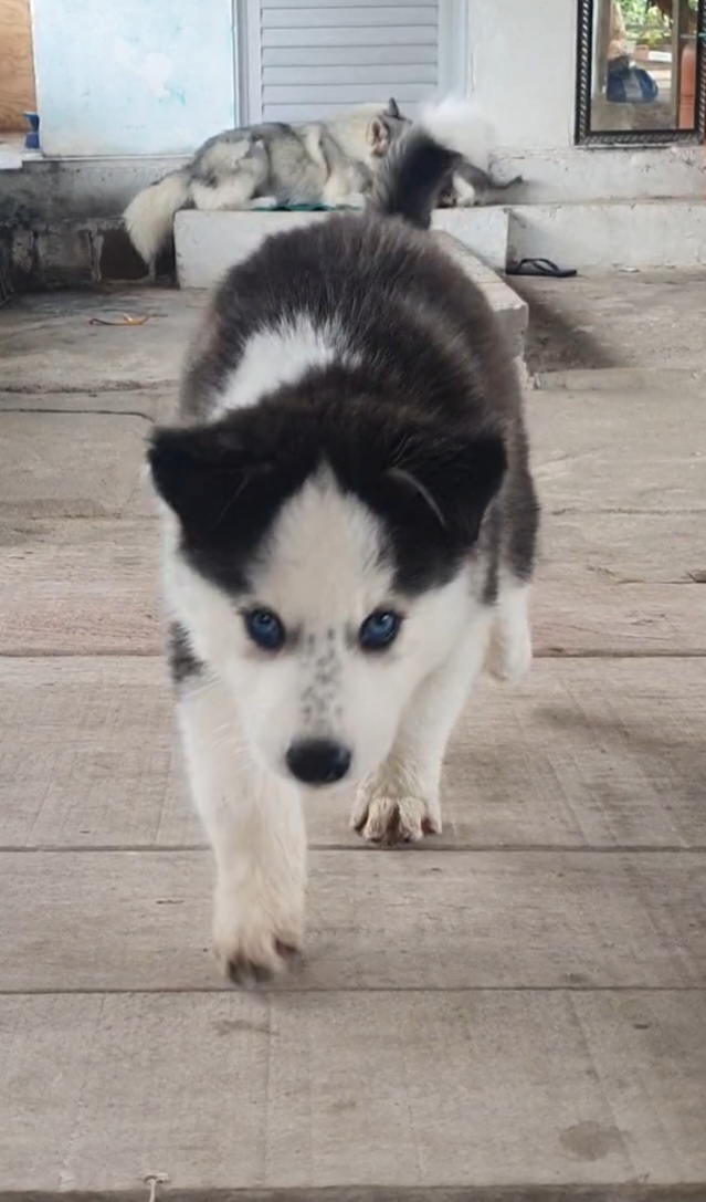 Portal Vendocão Filhote de husky siberiano Recife