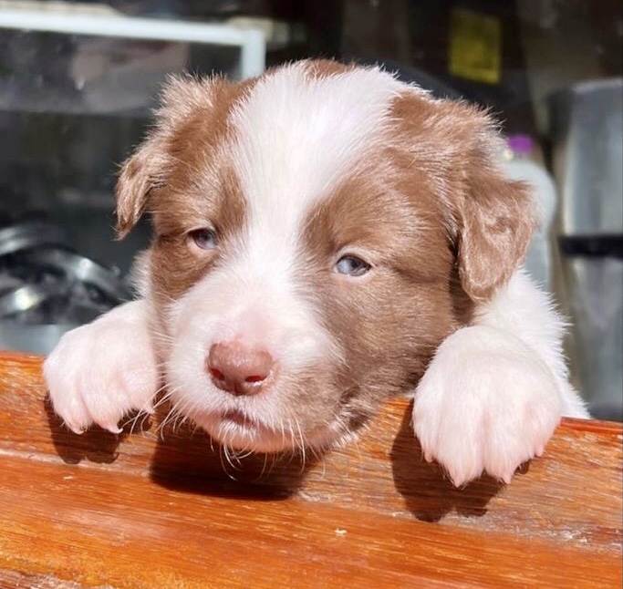 Portal Vendocão Border collie filhote  Itú 