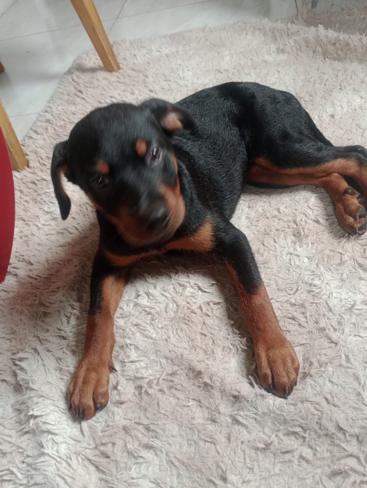 Vendo um rottweiler  - Foto 1