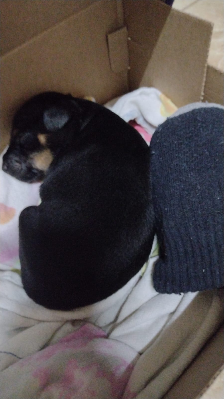 Portal Vendocão Cachorrinho pinscher para vender logo Parnamirim