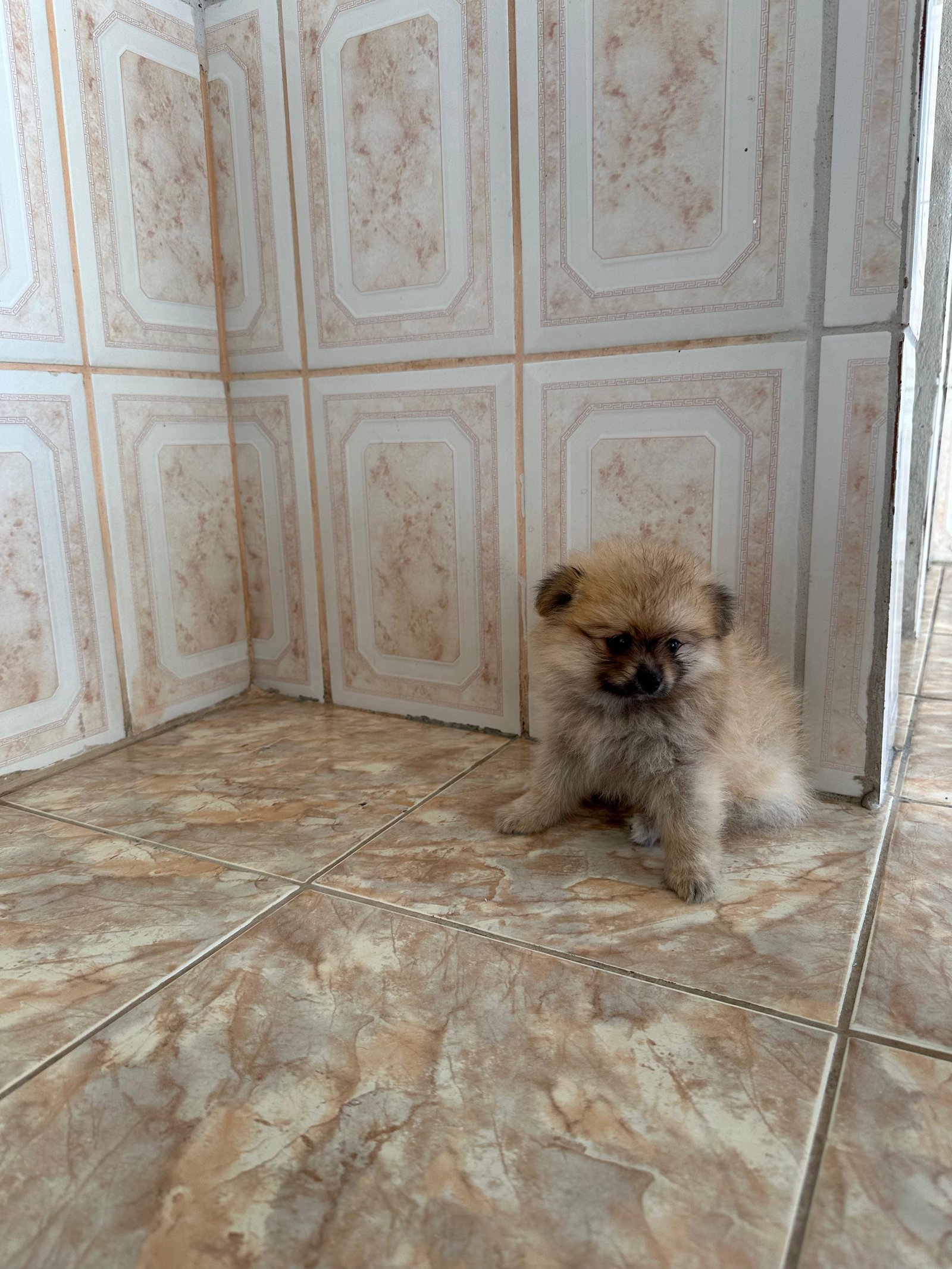 Vendo Spitz Alemão Lulu da Pomeranea - Foto 3