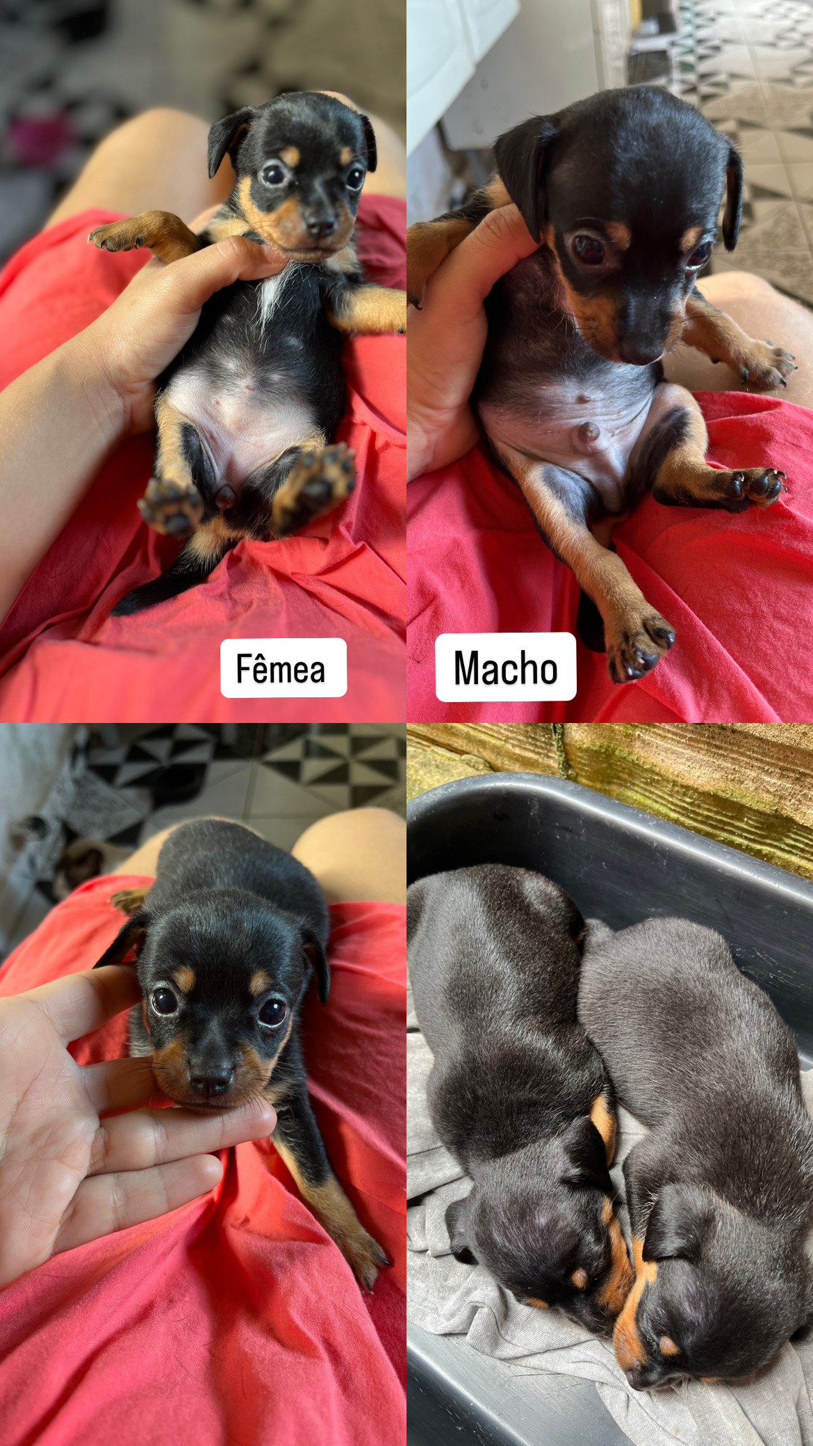 Portal Vendocão Filhote de Pinscher Puro Ananindeua 