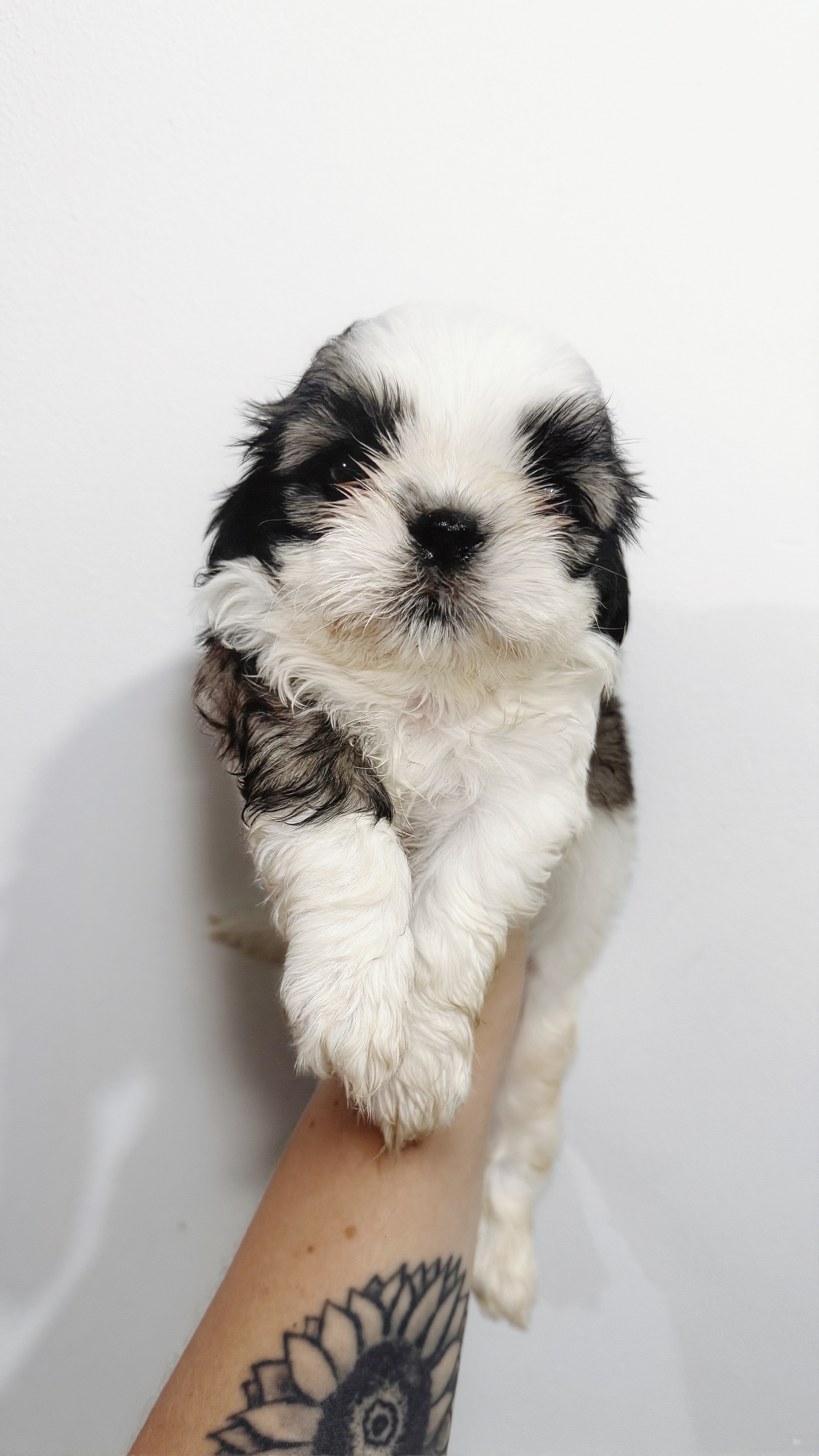 Portal Vendocão Shihtzu filhote Campos dos Goytacazes 