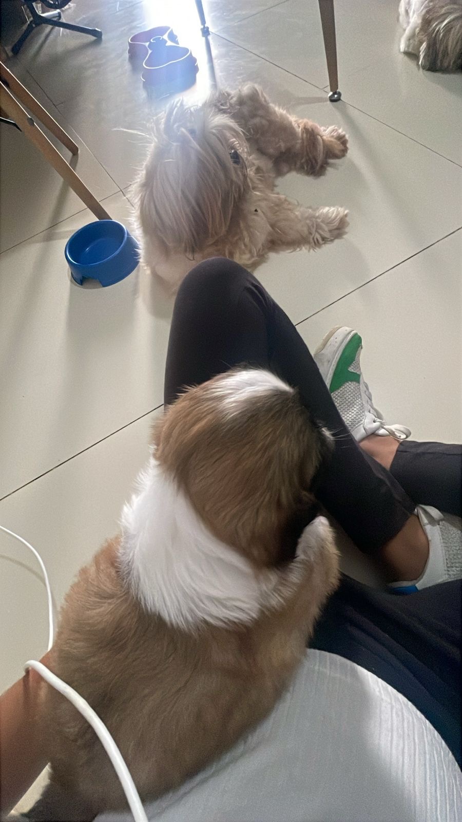 Portal Vendocão Shitszu  Lauro de Freitas 