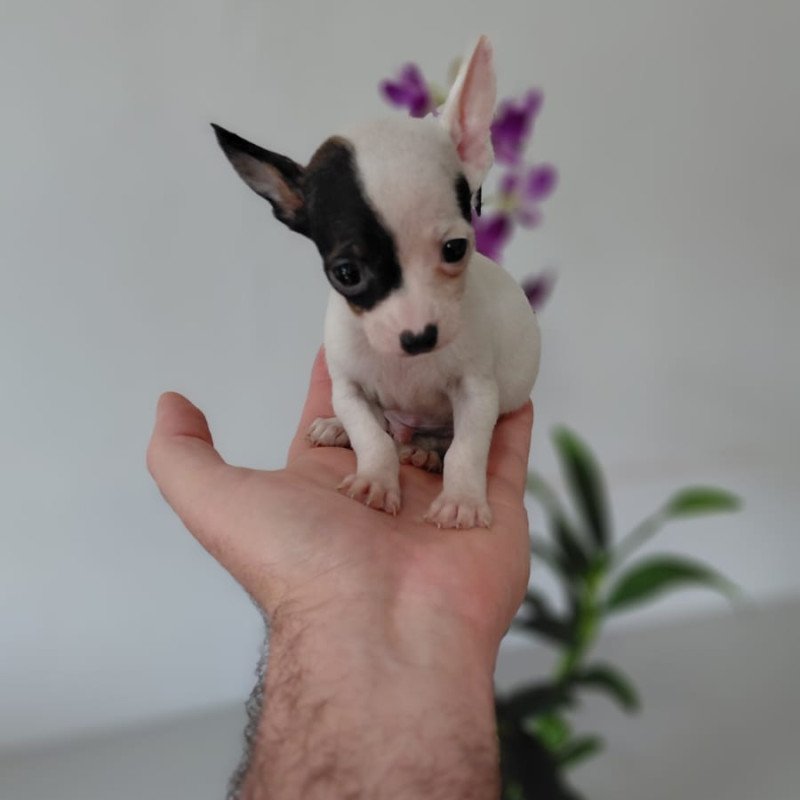 Filhote de Pinscher Macho Miniatura - Foto 1