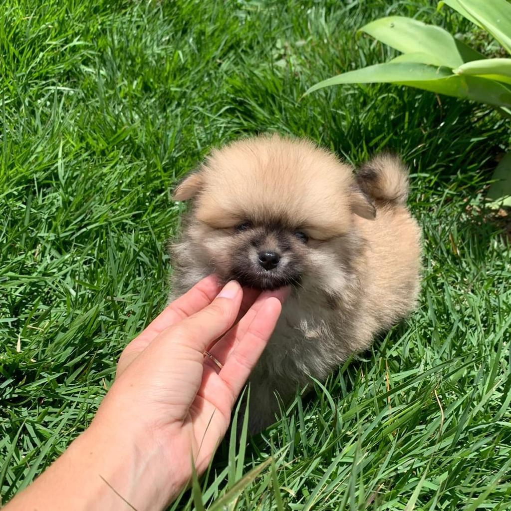 Portal Vendocão Spitz alemão adoráveis  Campinas