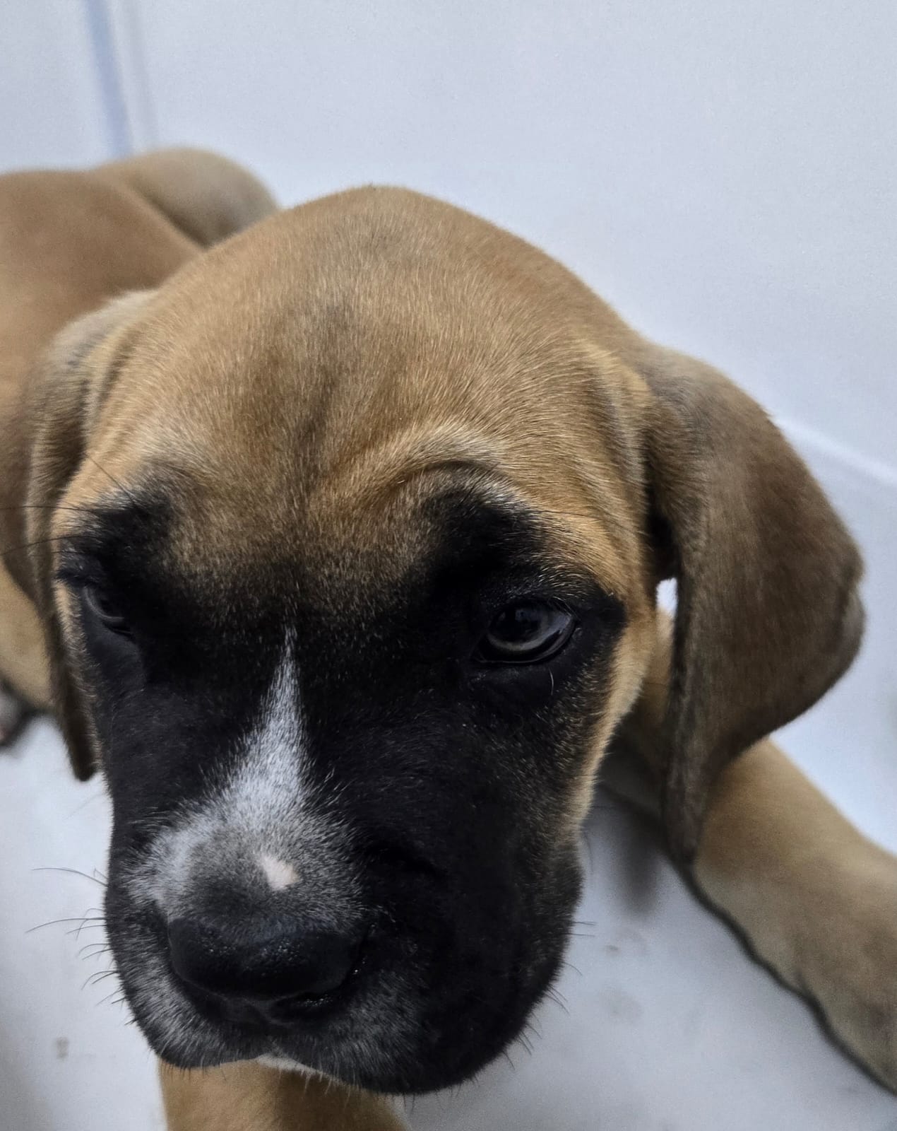 Portal Vendocão Lindos Filhotes de Cane Corso com Pedigree  Rio de Janeiro