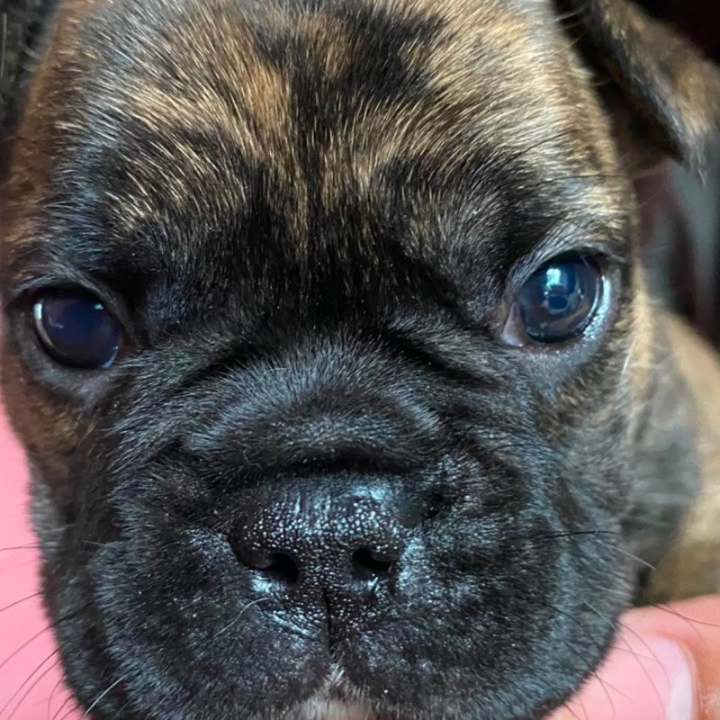 BULLDOG FRANCÊS MACHO