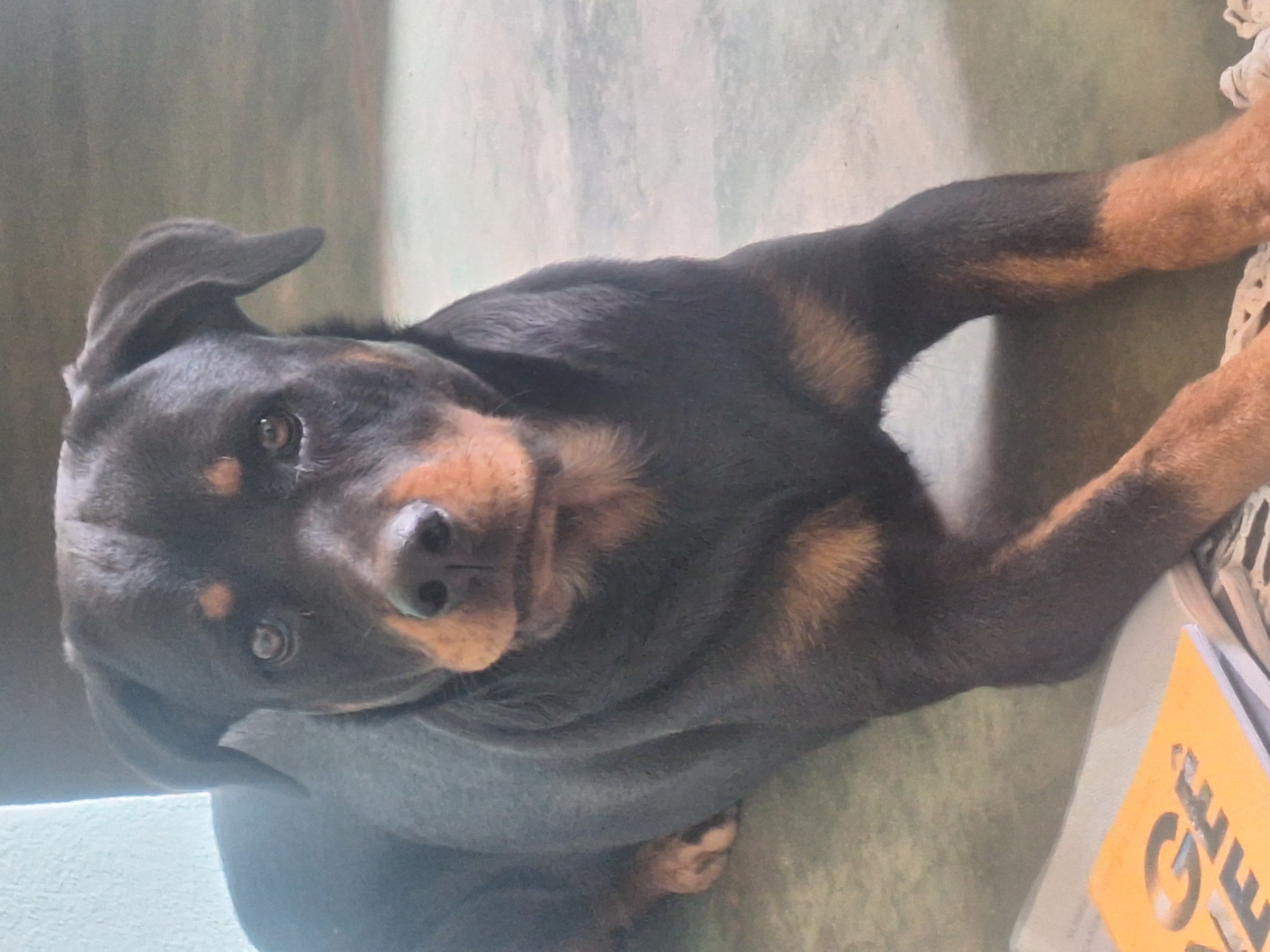 Portal Vendocão Rottweiler  Brasília de minas 