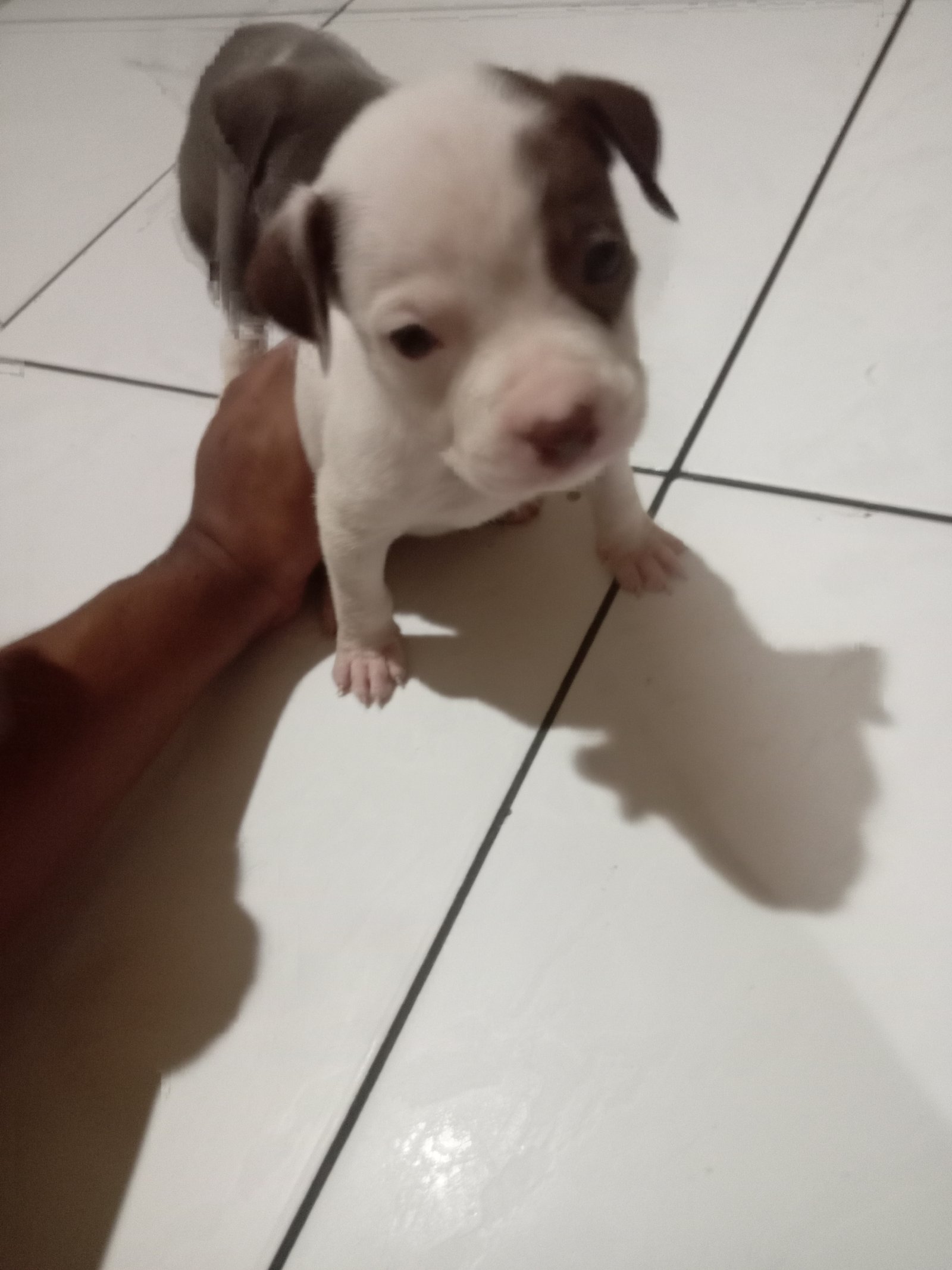 Vendo filhotes de Pitbull legítimo  - Foto 2