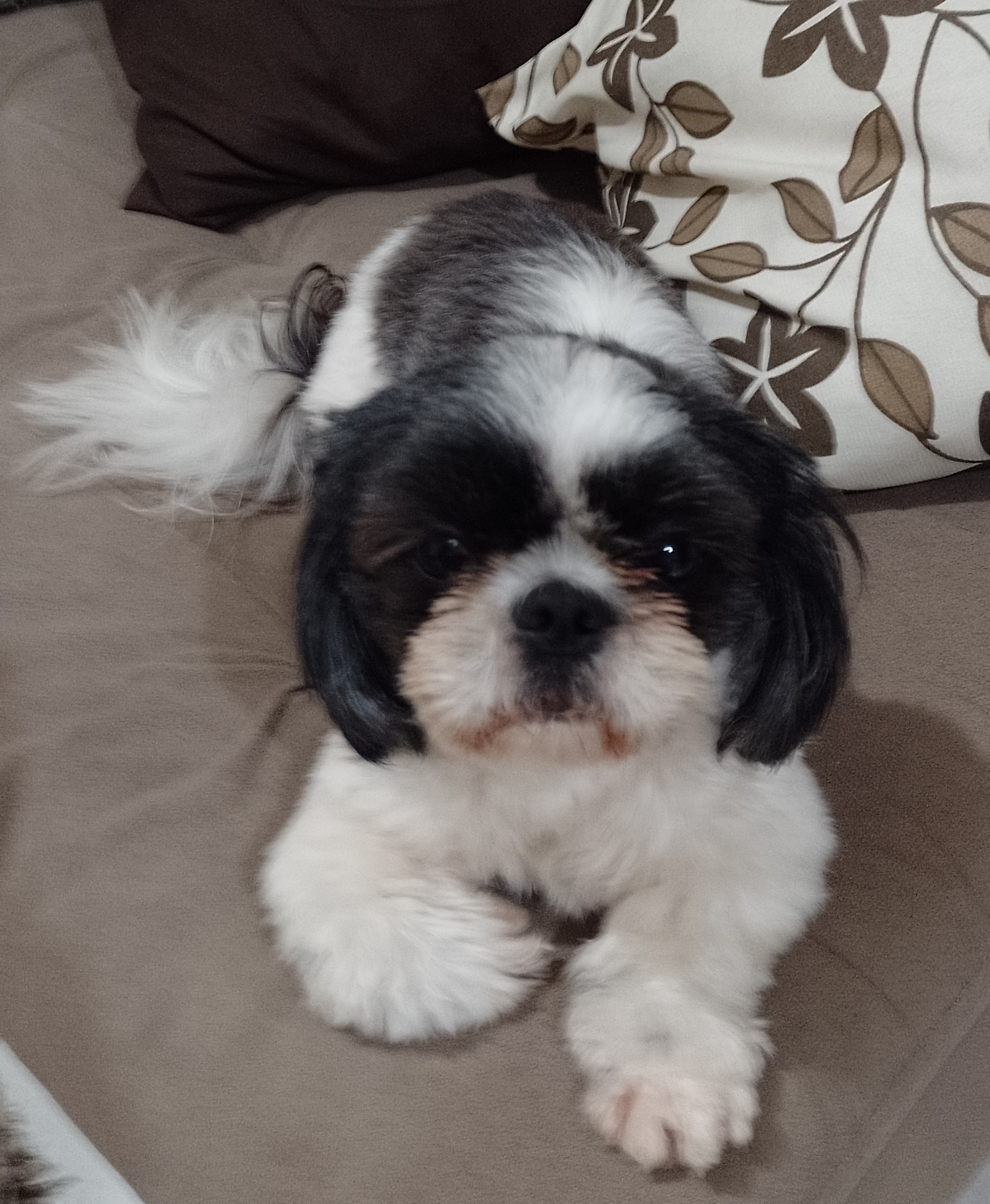 Portal Vendocão Shih Tzu Fêmea  Colombo
