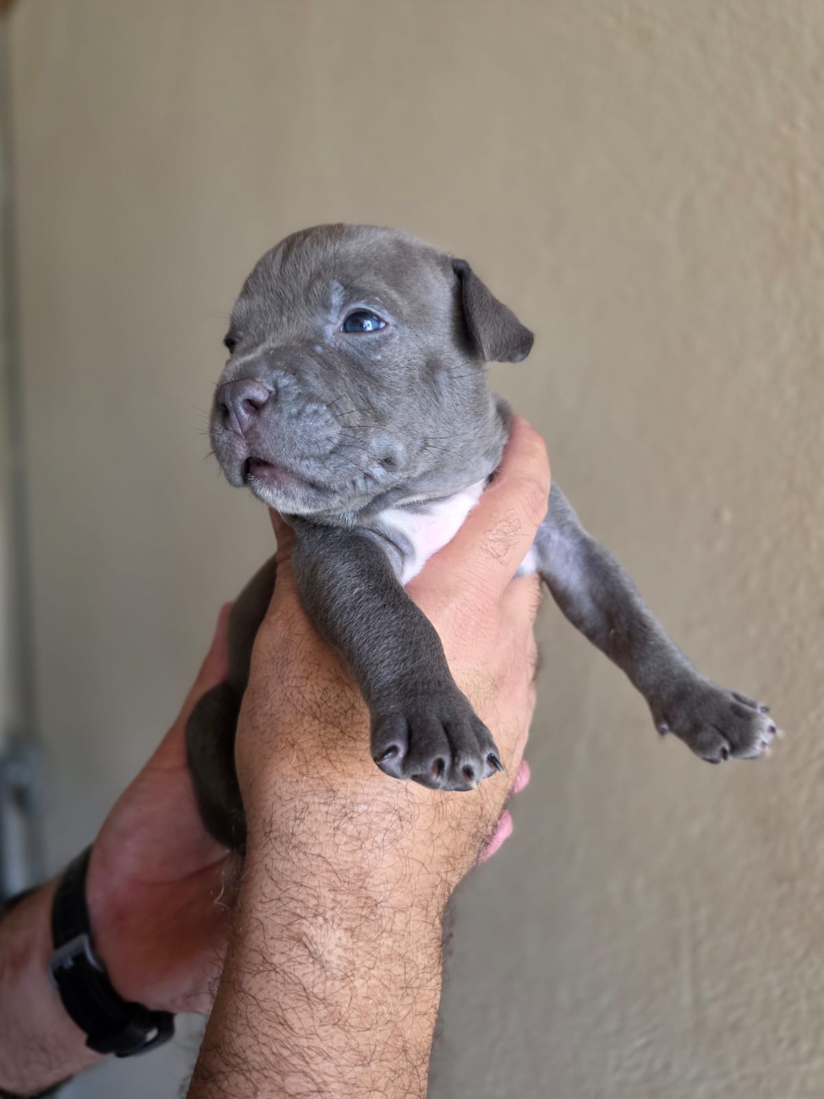 American Bully  - Foto 5