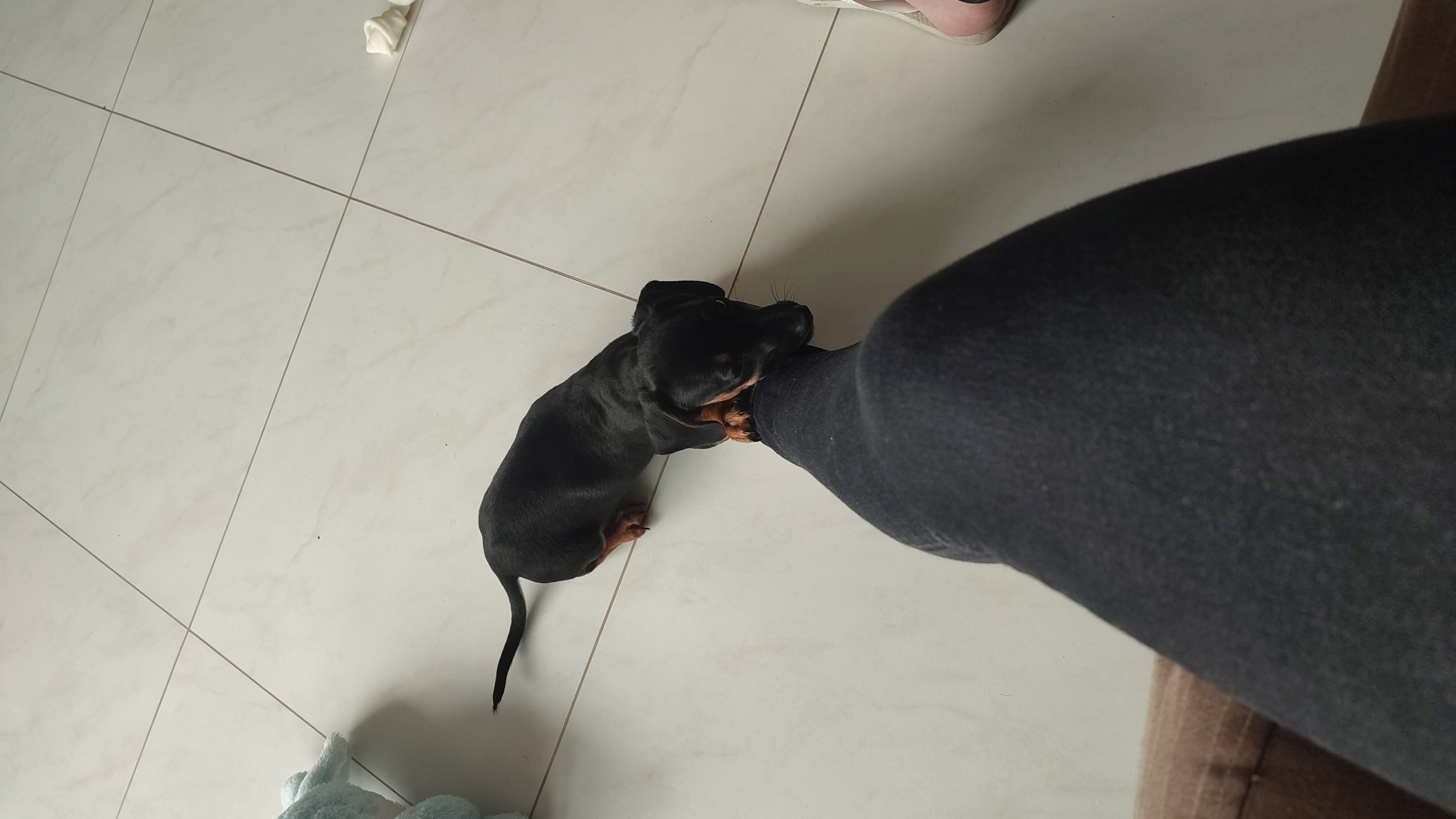 Portal Vendocão Vende-se filhote de salsichinha (Dachshund) Laguna 