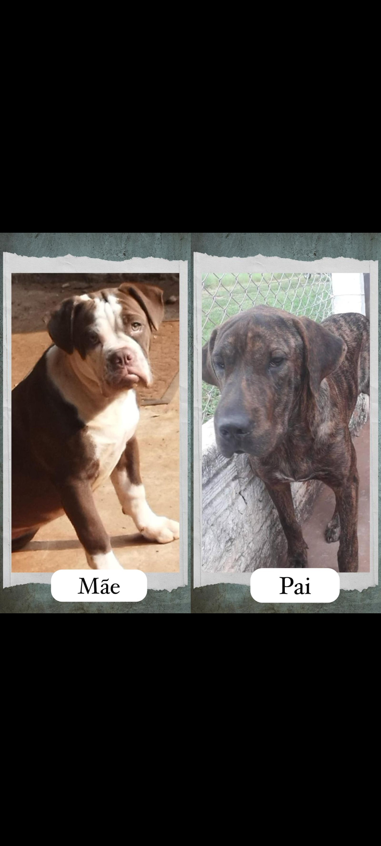 Portal Vendocão BULDOGUE CAMPEIRO COM FILA CAMPO GRANDE
