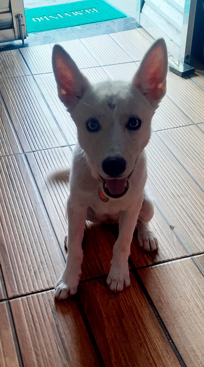 Portal Vendocão Husky siberiano fêmea filhote  Salvador