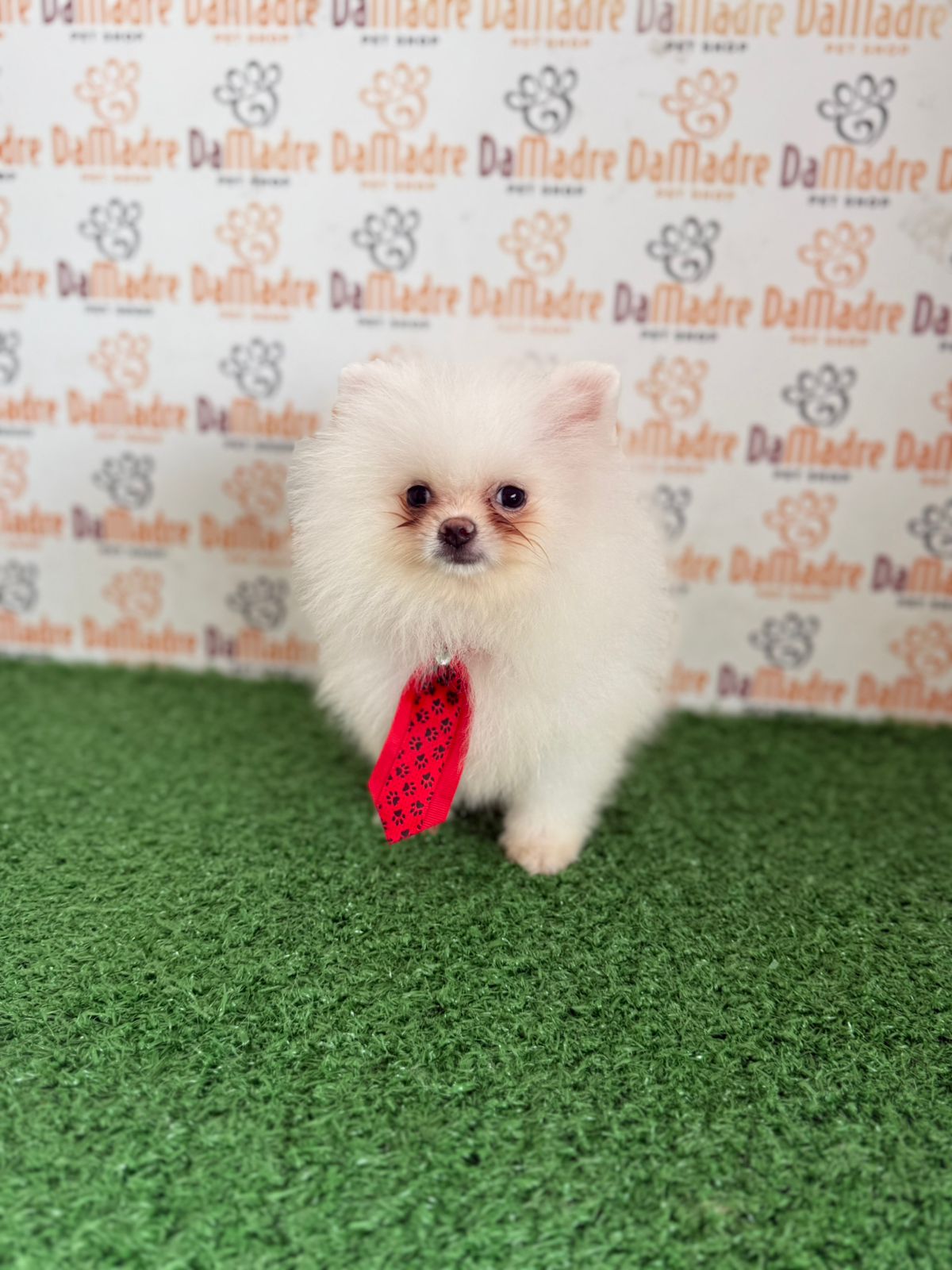 Portal Vendocão Spitz Alemão Macho e Fêmea  Londrina
