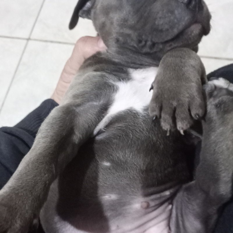 Vendo lindos filhotes 1 macho 1 femea