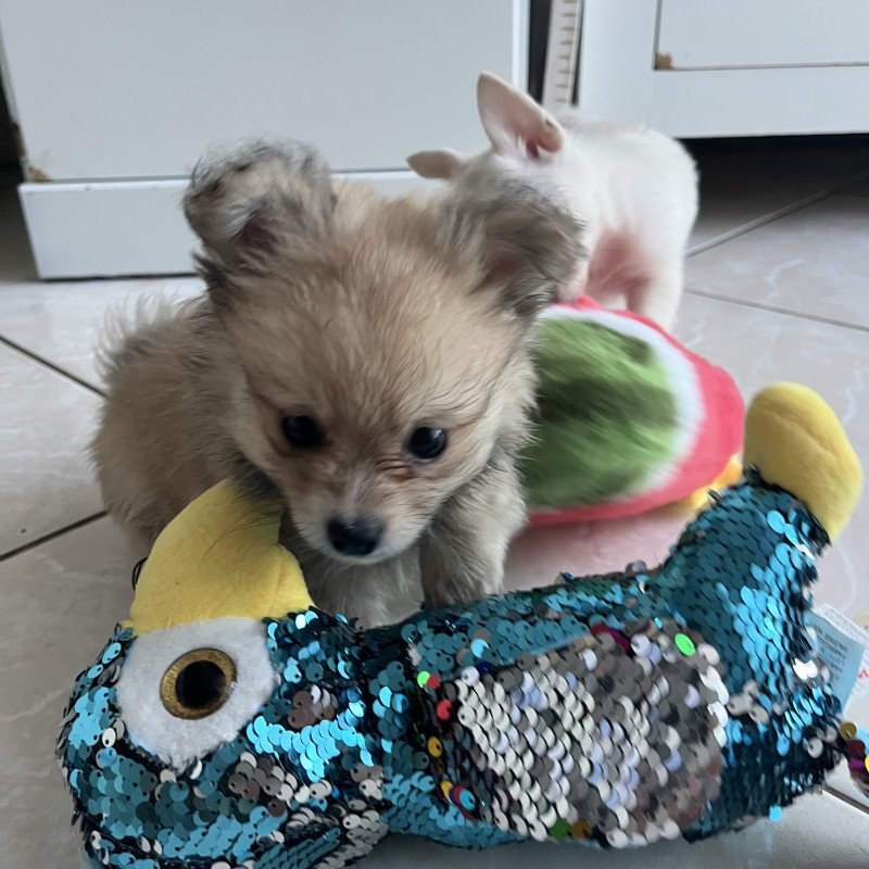 Lindos filhotes chihuahua e Lulu da Pomerânea - Foto 3