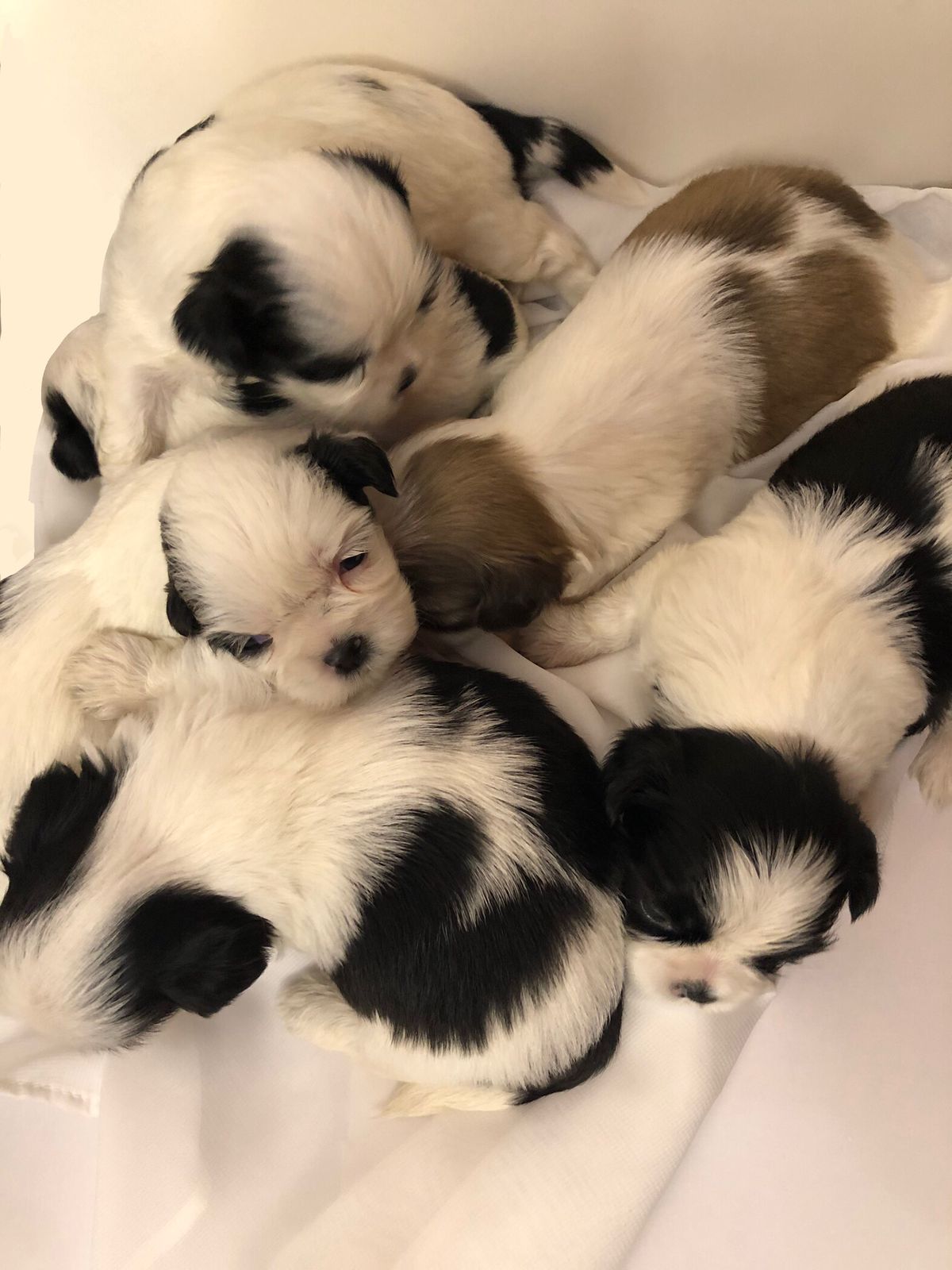 Portal Vendocão Filhotes shih-tzu  Betim 