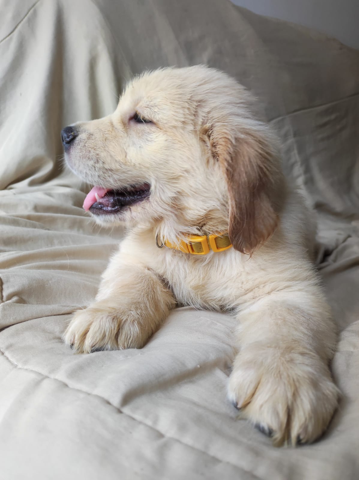 Portal Vendocão Lindos filhotes de goldens retriever com pedigre.e Rio de Janeiro