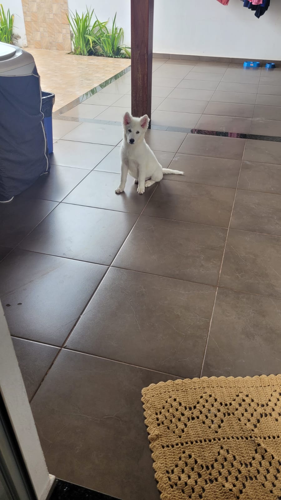 Portal Vendocão Husky Siberiano Filhote Uberlândia
