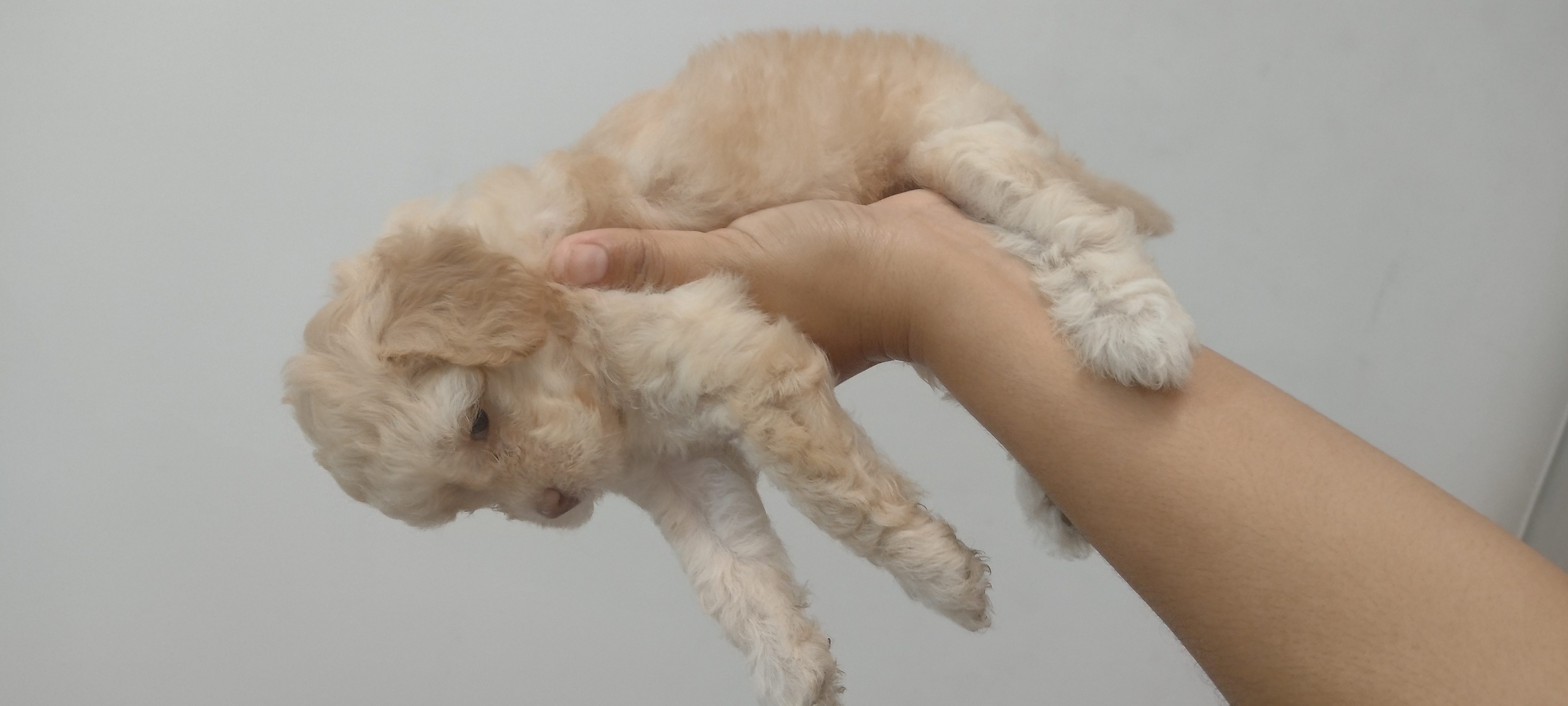 Portal Vendocão Vendo cachorro mistura Shitzu com Poodle São Luís 