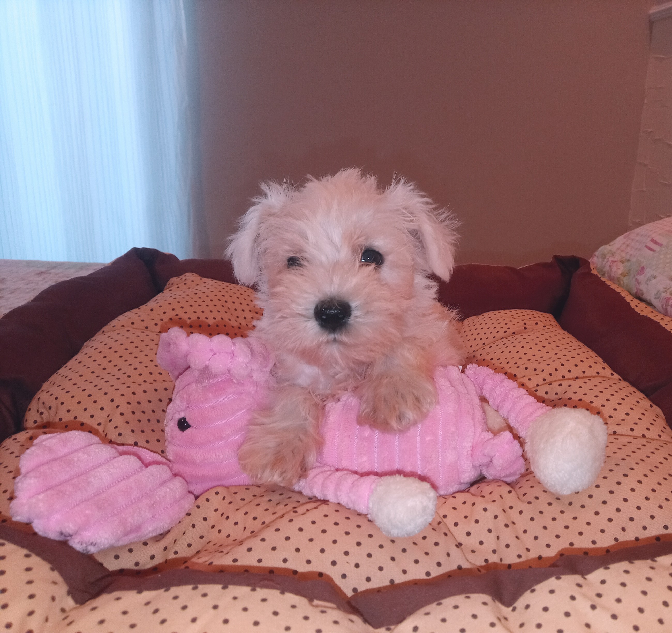 Portal Vendocão Vendo filhotes de schnauzer miniatura Uberlândia