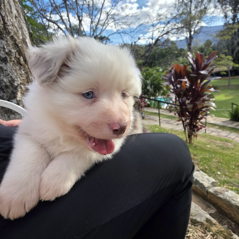 Lindos filhotes Border Collie - Foto 4