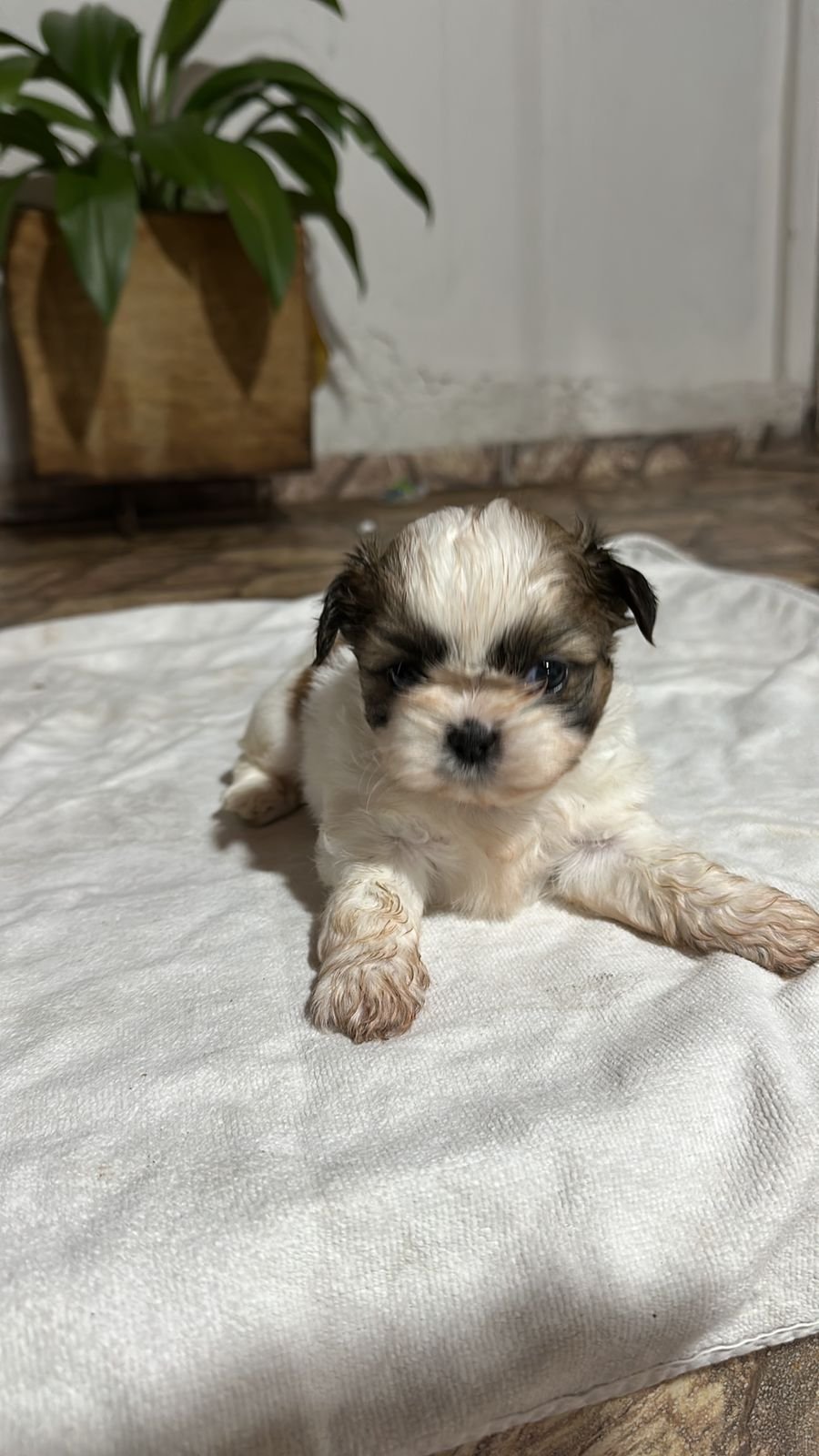 Mini Shih tzu - Foto 5