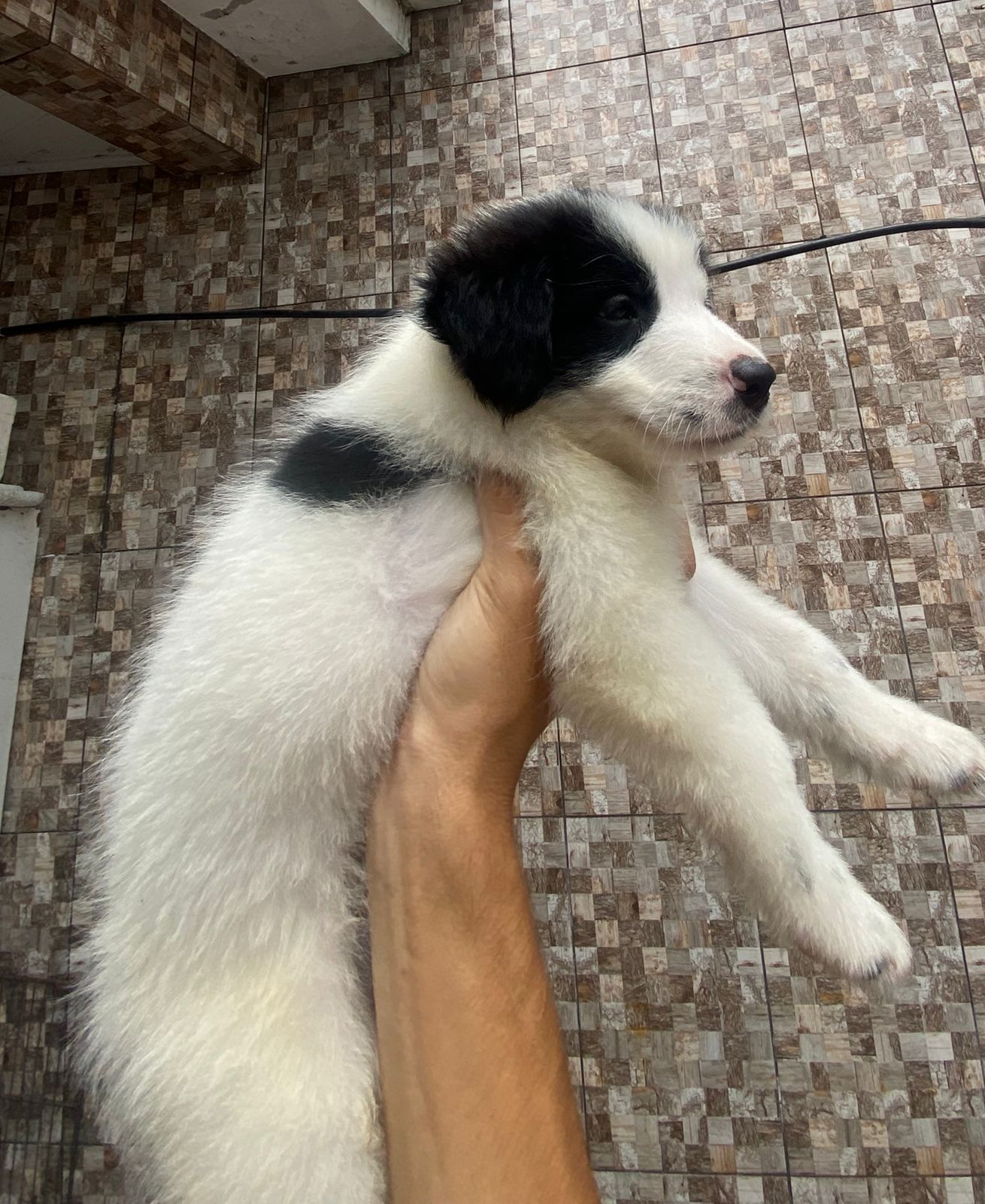 filhotes de Border Collie - Foto 3