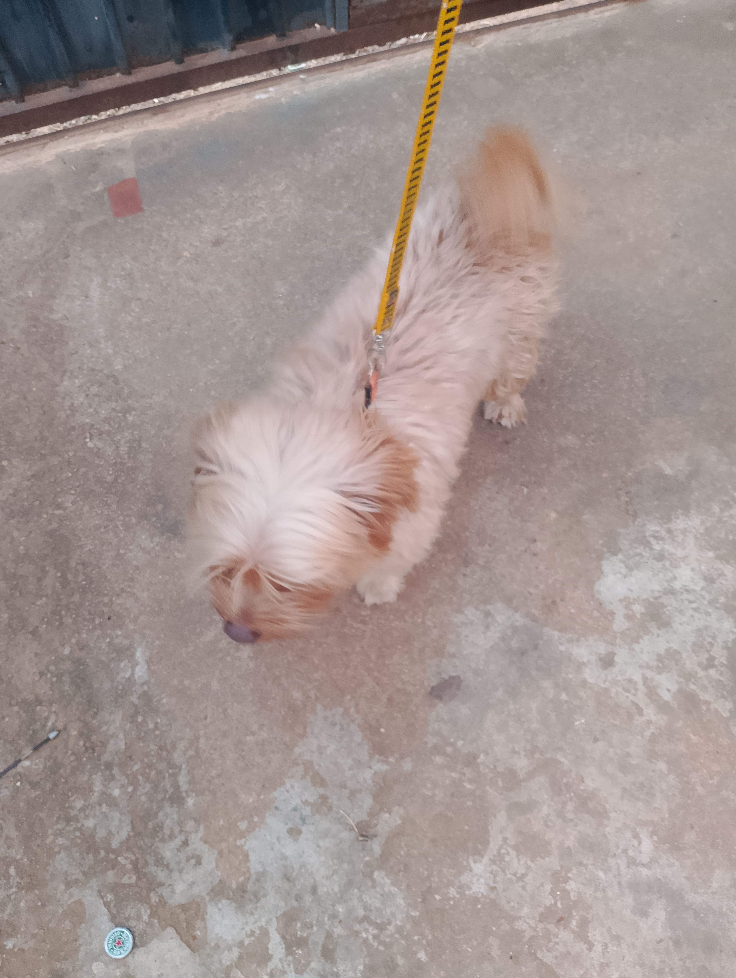 Cachorro Yorkshire  - Foto 1
