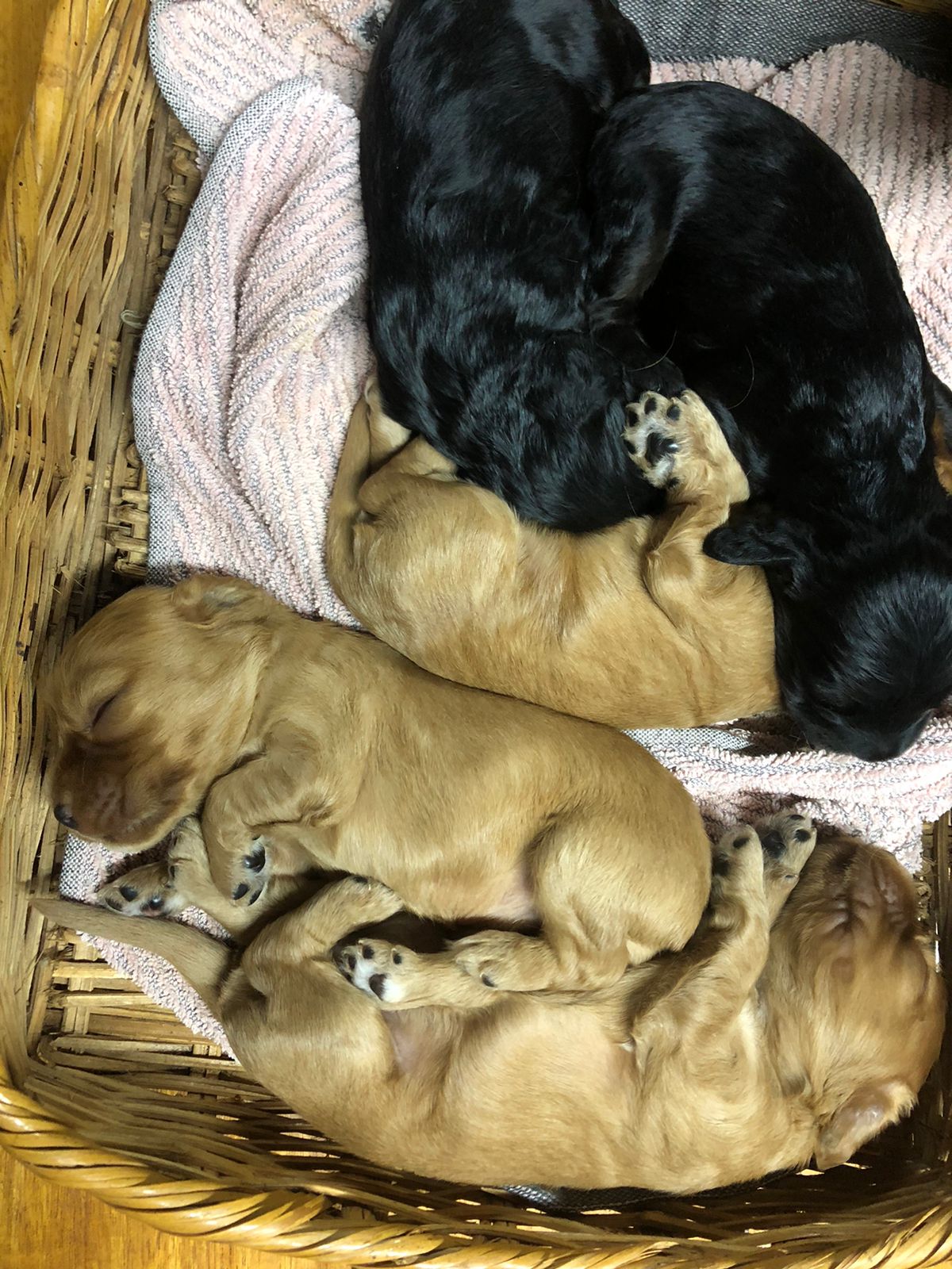 Portal Vendocão Vendo filhotes de cão Cocker Spainel  Betim