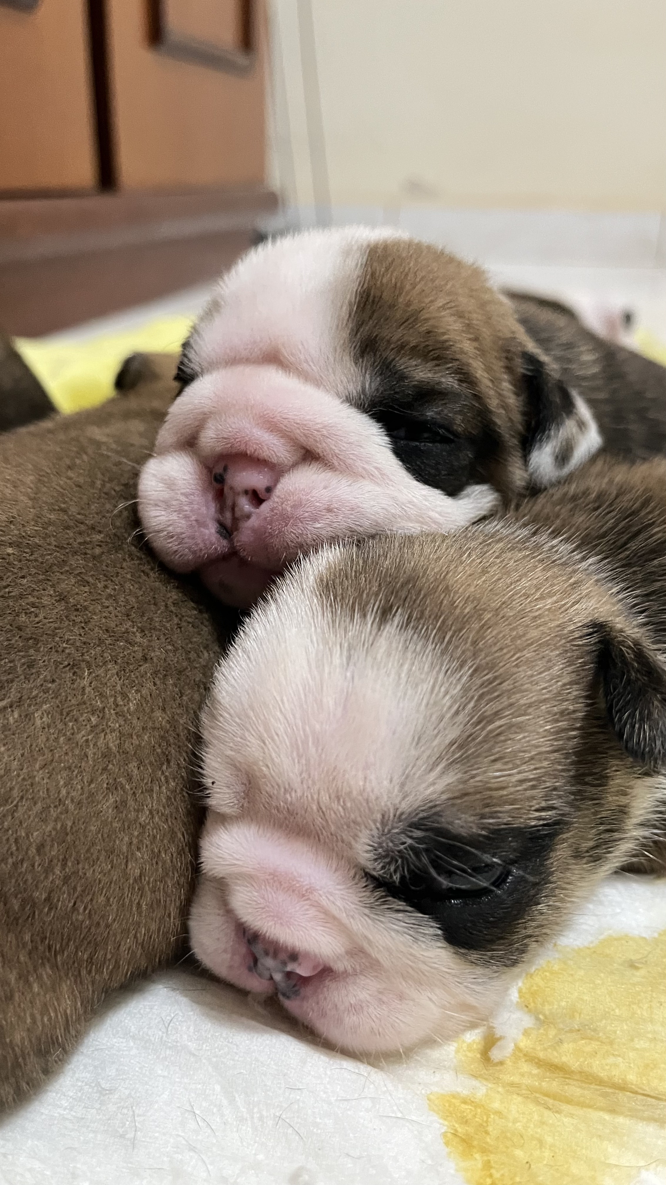 Bulldog Inglês - Foto 4