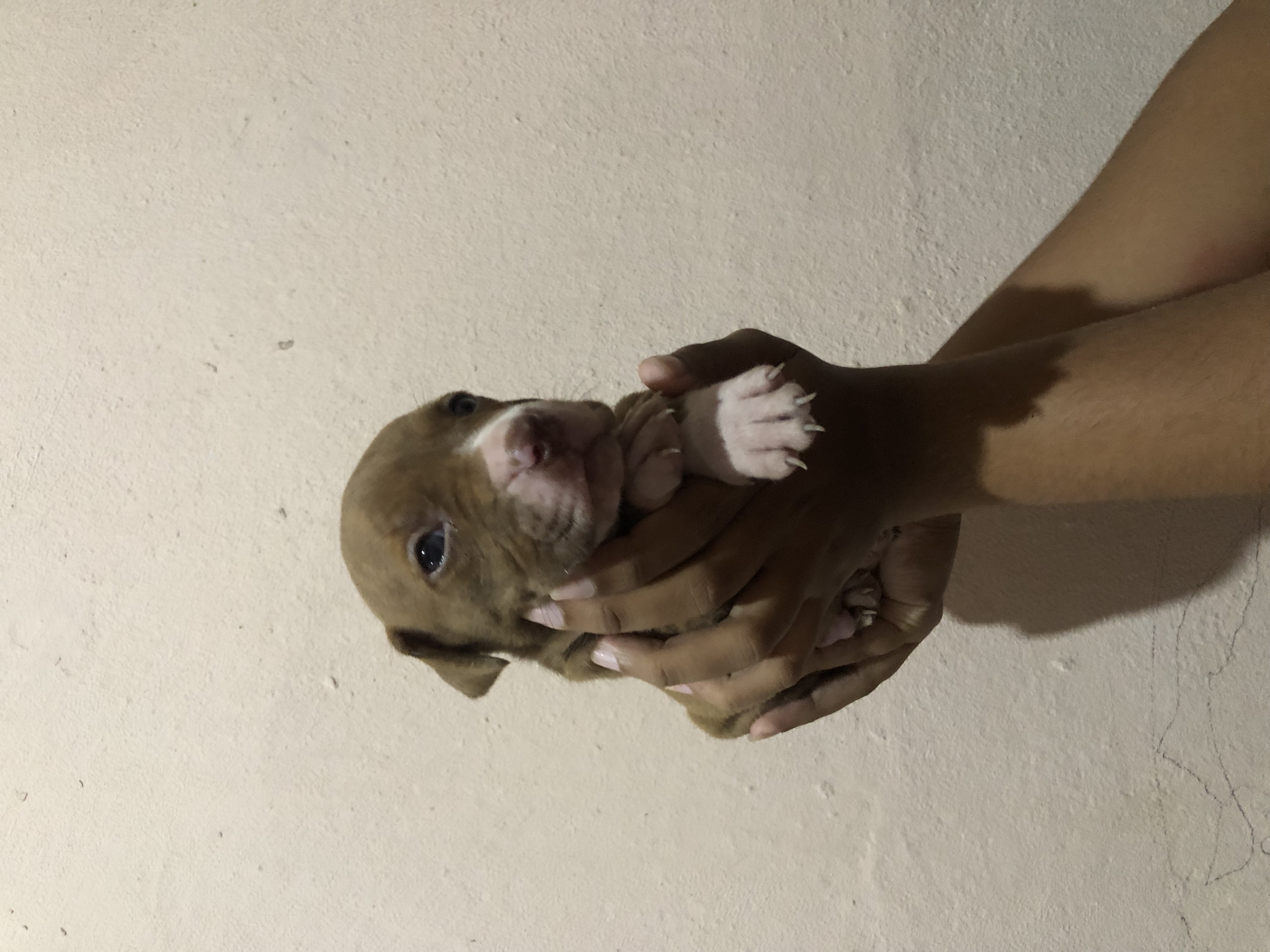 Portal Vendocão Filhotes de pitbull  Itabuna
