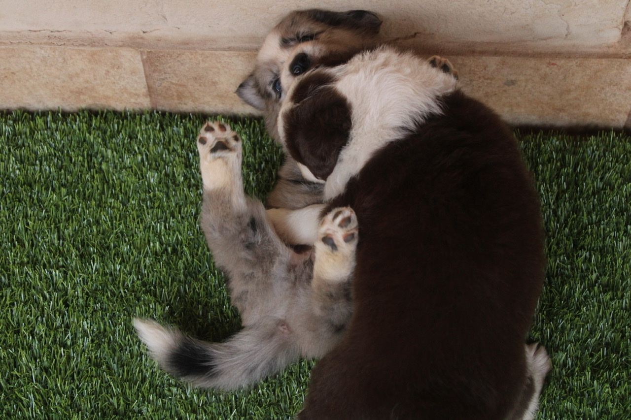 Portal Vendocão Boder collie Congonhas 