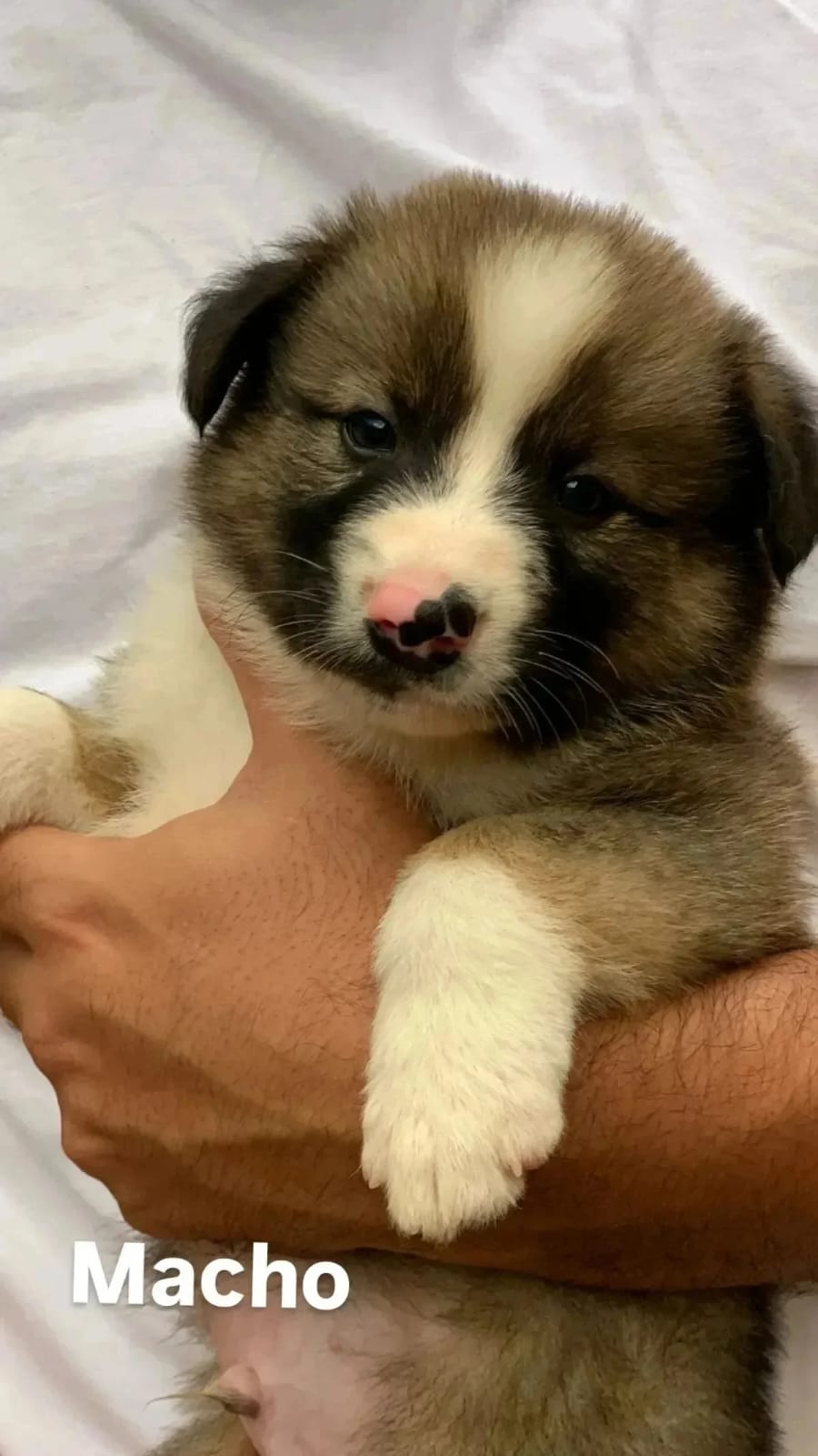 Portal Vendocão Filhotes de Border Collie à Venda - Inteligência e Lealdade em Cada Filhote! Santa Luzia