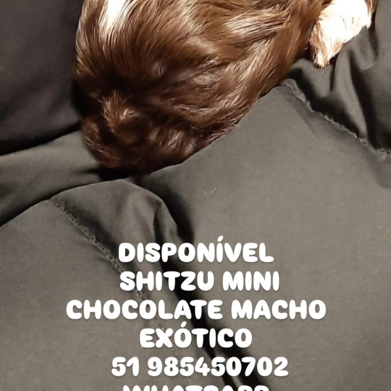 Shitzu mini macho CHOCOLATE 51 985450702 WHATSAPP - Foto 2