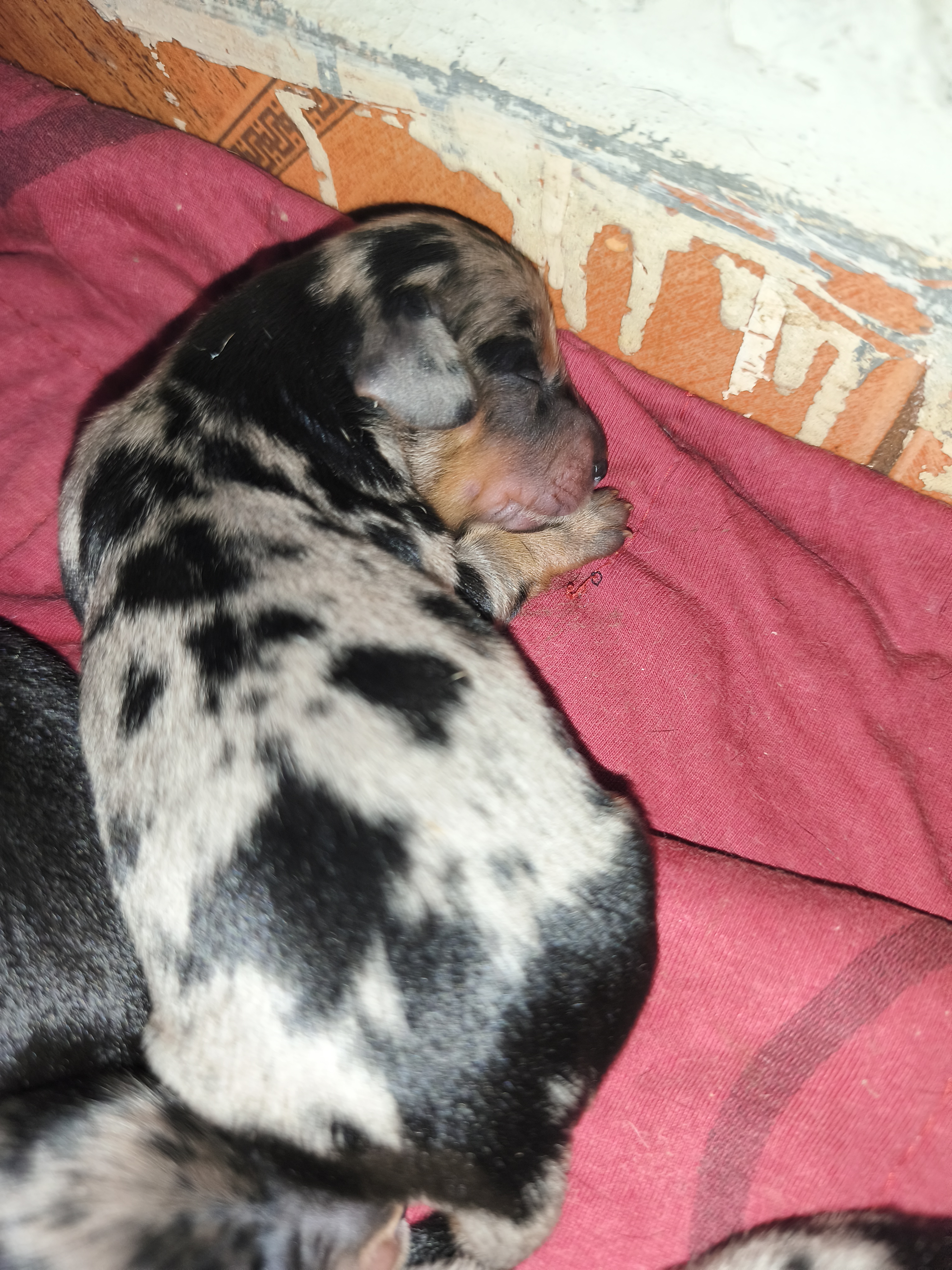 Portal Vendocão Venda de filhotes de Basset salsicha  Santa Mariana