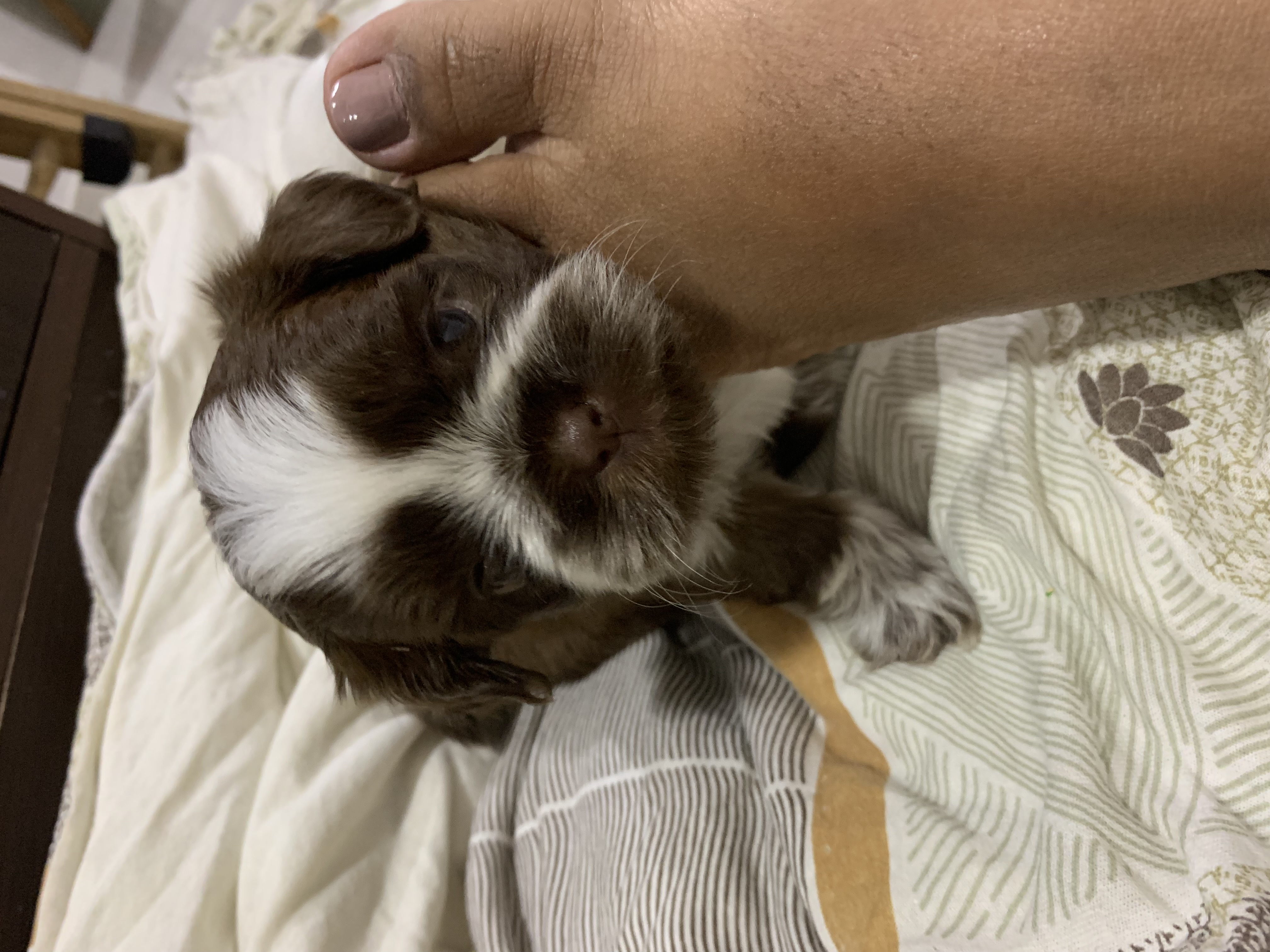 Vendo lindos filhotes de shit szu para reserva,já vão vermifugados e com a primeira dose da vacina - Foto 5