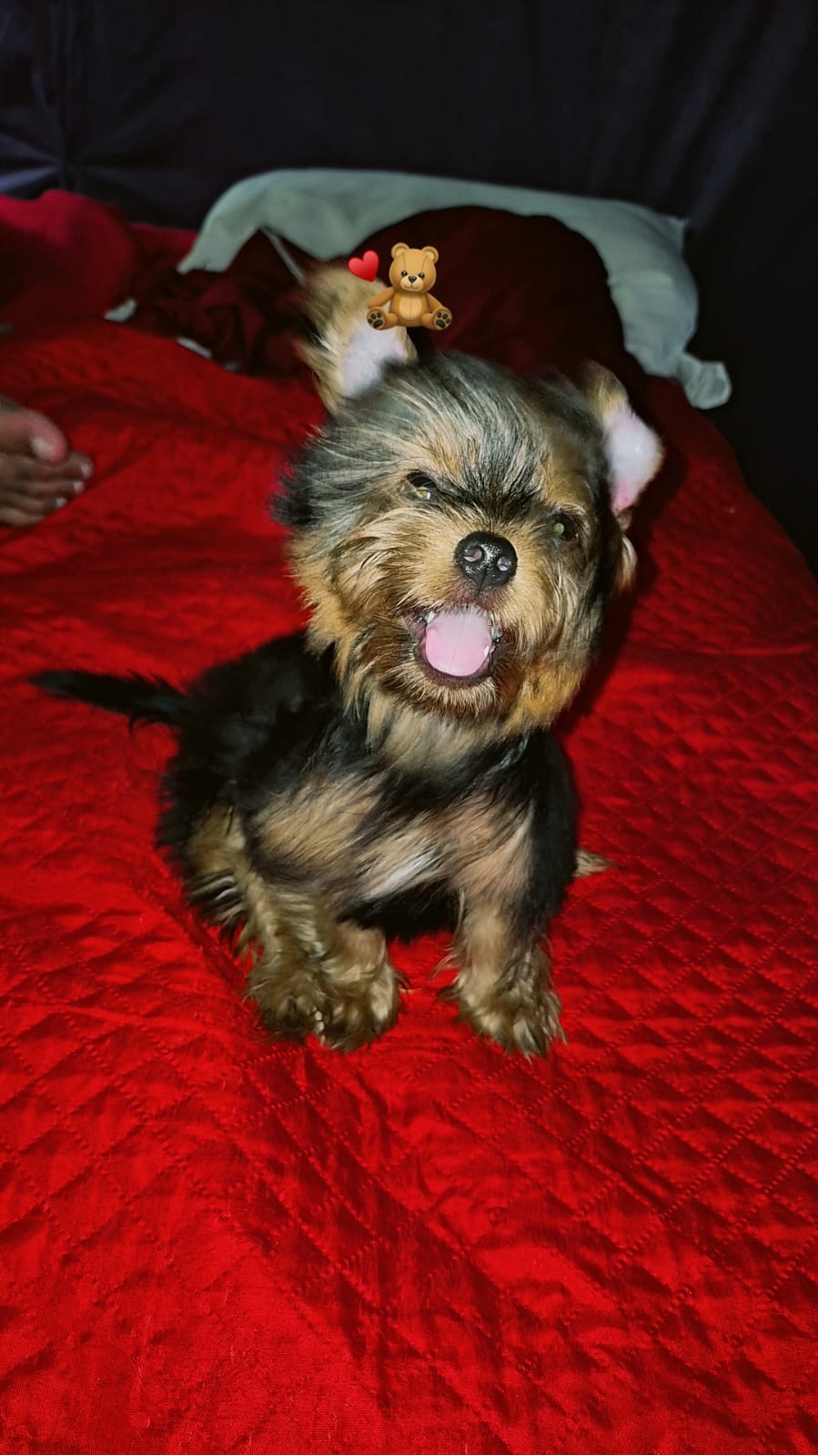 Portal Vendocão Vendo filhote de Yorkshire terrie macho disponível  Belém