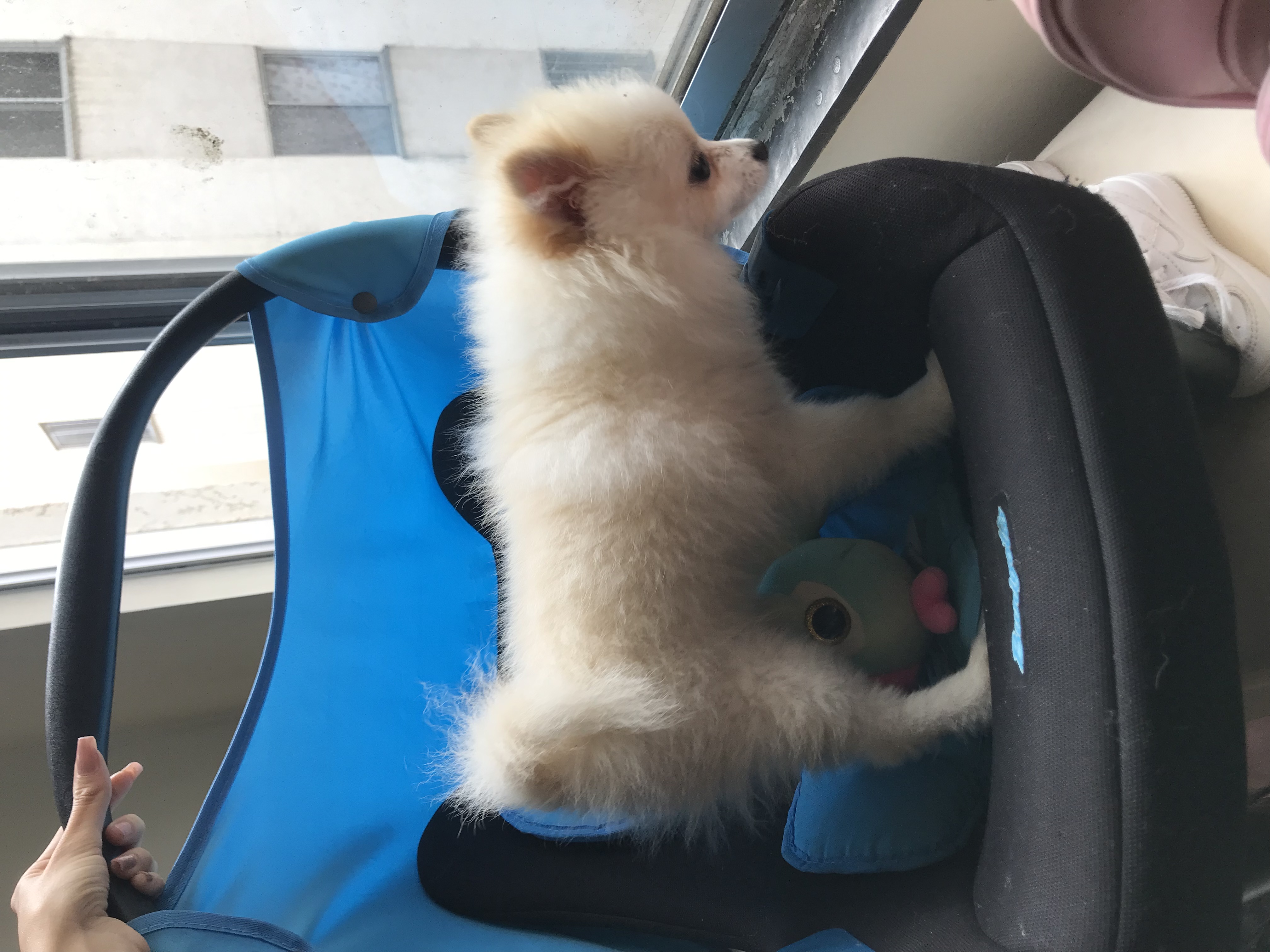 Portal Vendocão Filhote de Lulu da Pomerânia anão Volta Redonda 