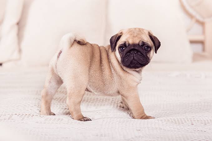 Portal Vendocão Vendo filhote de Pug ótima linhagem  Lupionópolis