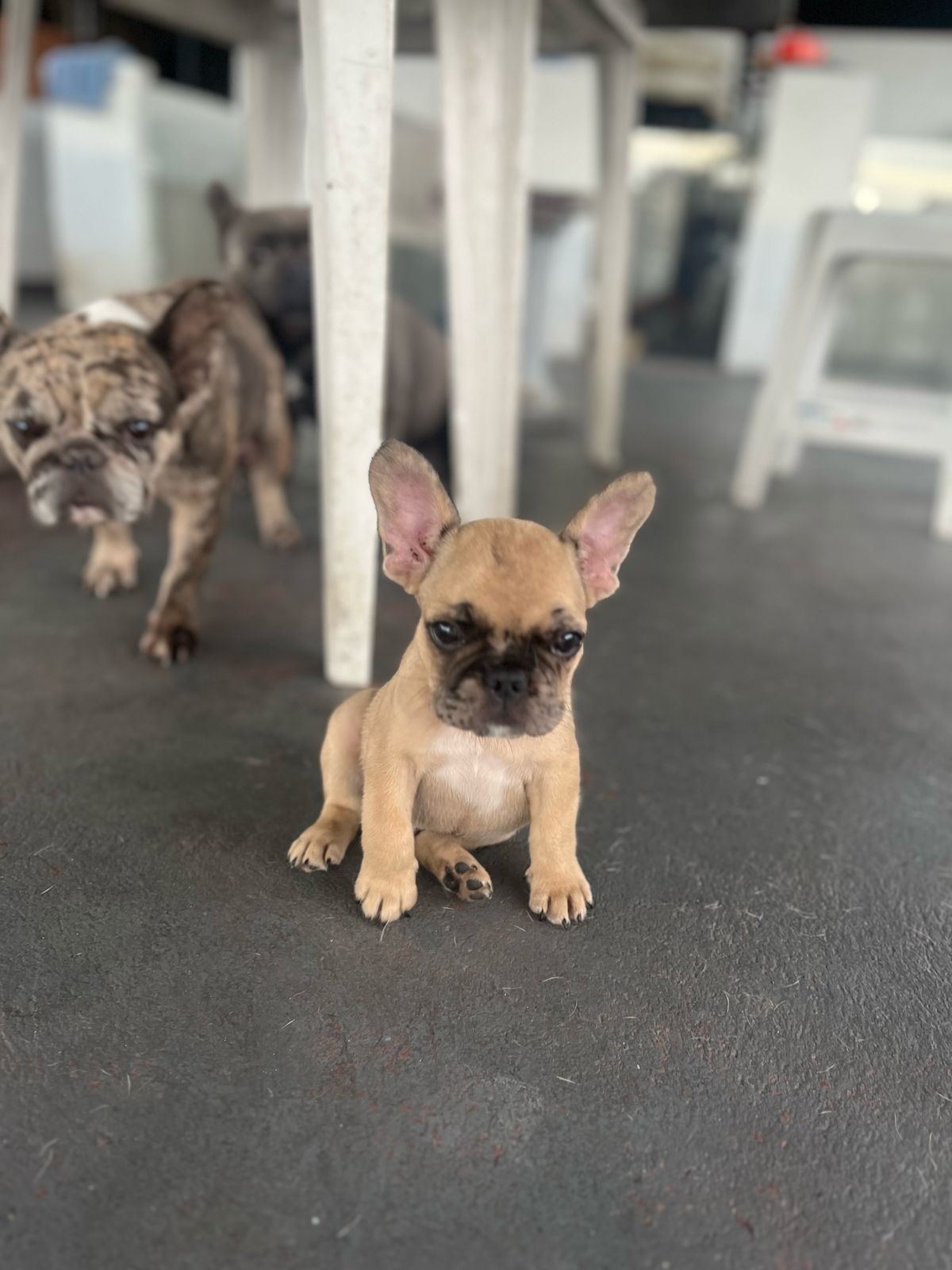 Portal Vendocão Buldogue Francês Macho Manaus