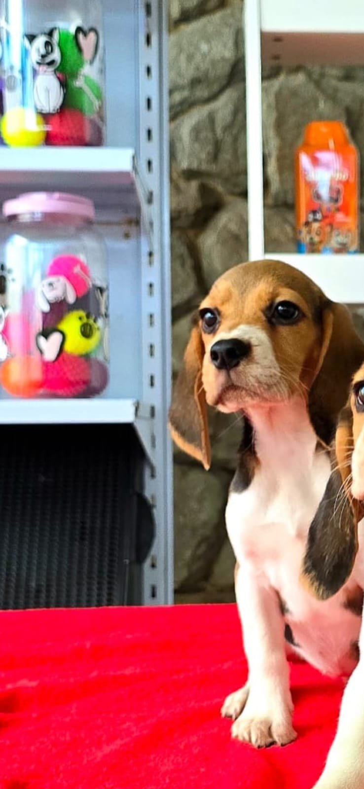 Filhote muito dócil de beagle, 5 meses, uma bebê.