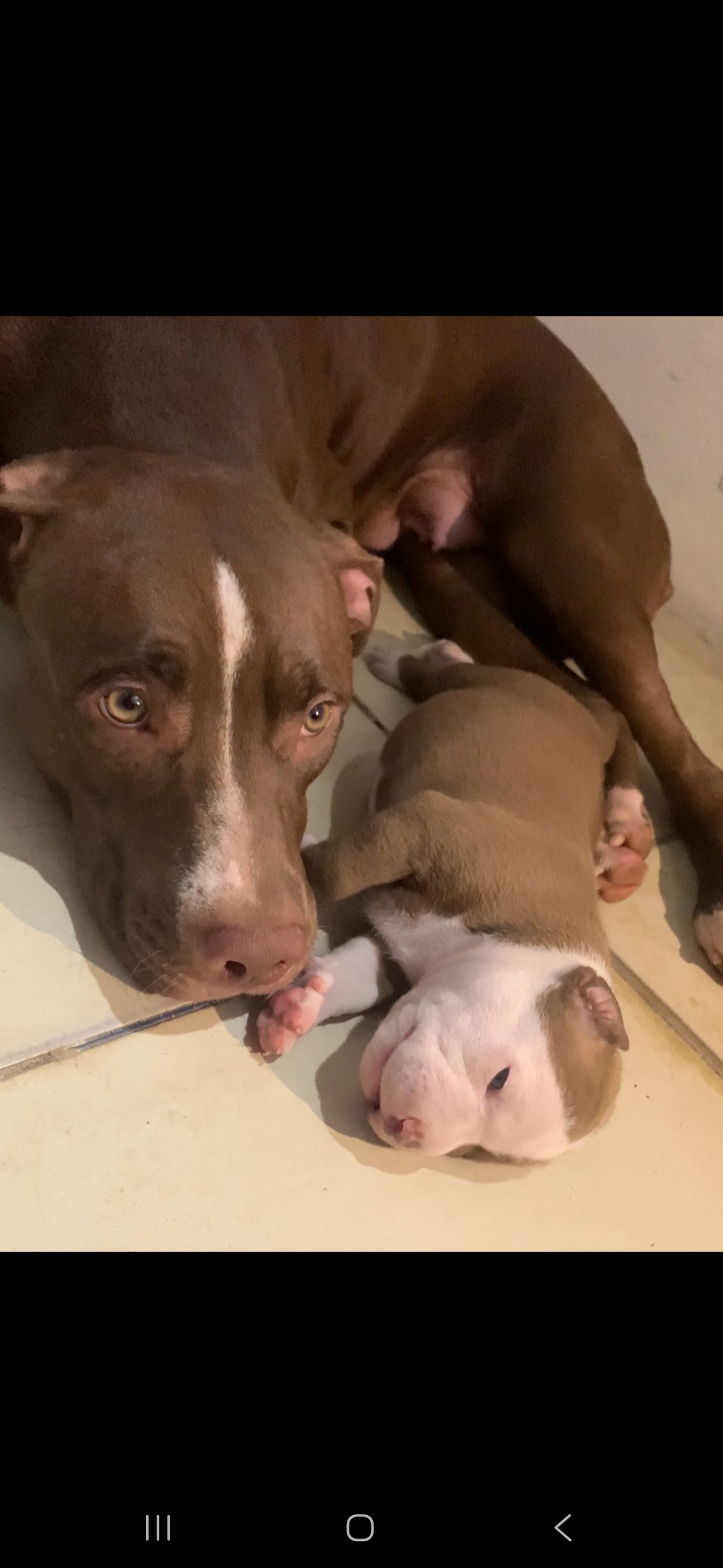 Portal Vendocão Filhotes de pitmonster com mãe pitbull João Pessoa