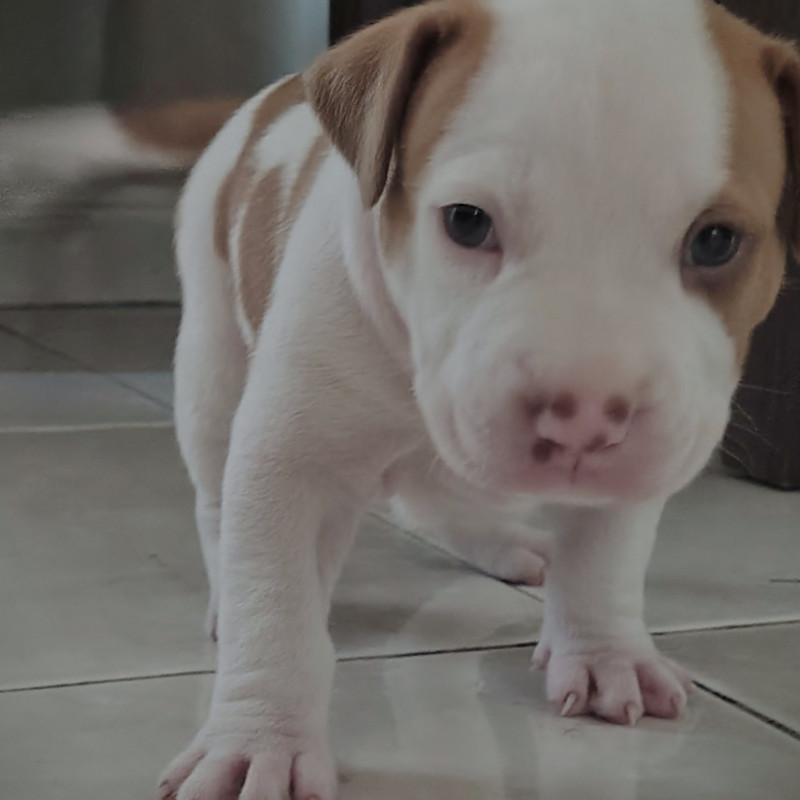 Lindos filhotes de Pitbull - Foto 1