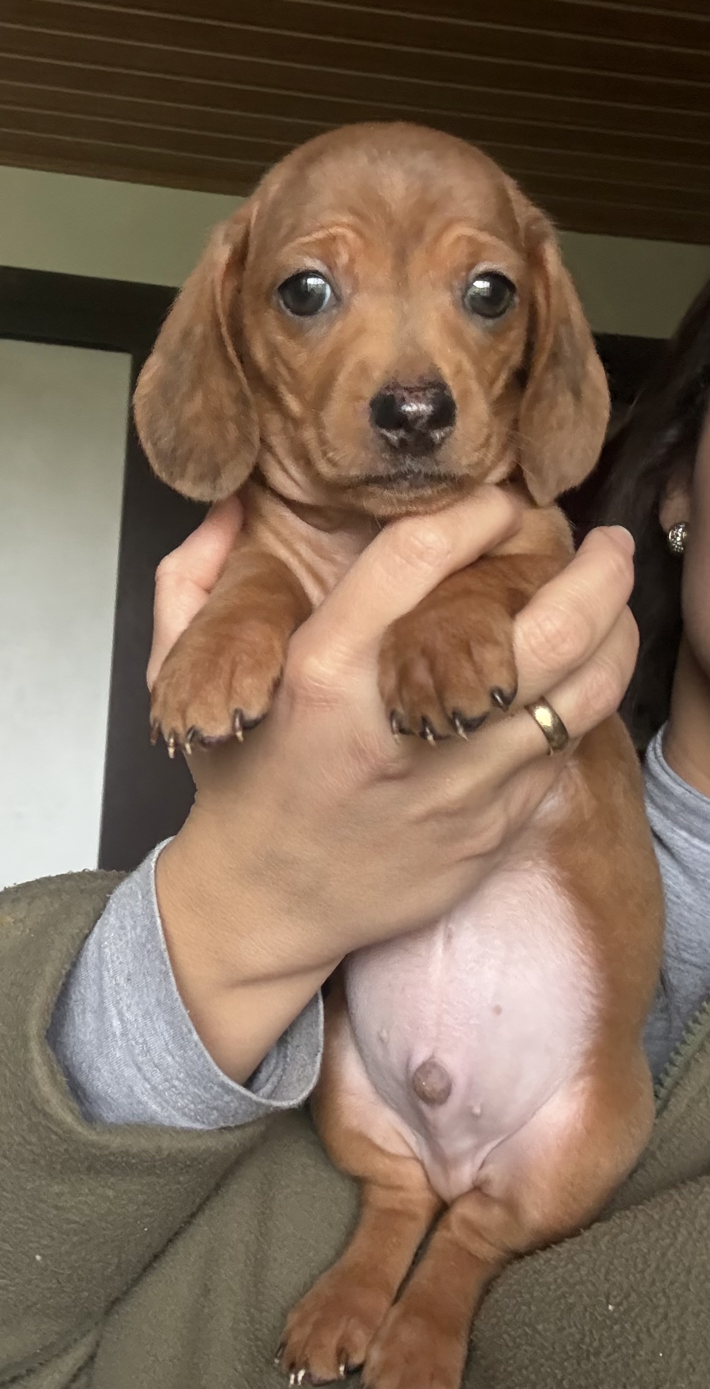 Macho Dachshund Dourado Arlequim