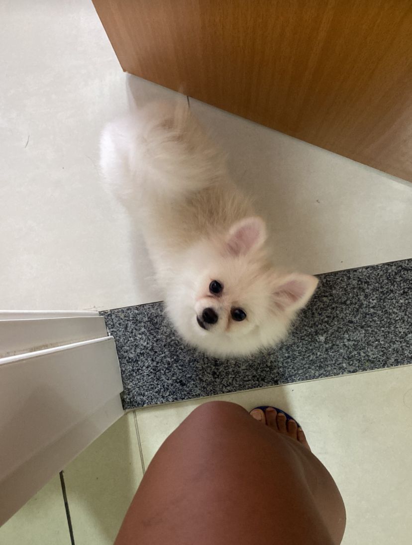 Portal Vendocão Cachorro  Vila velha 