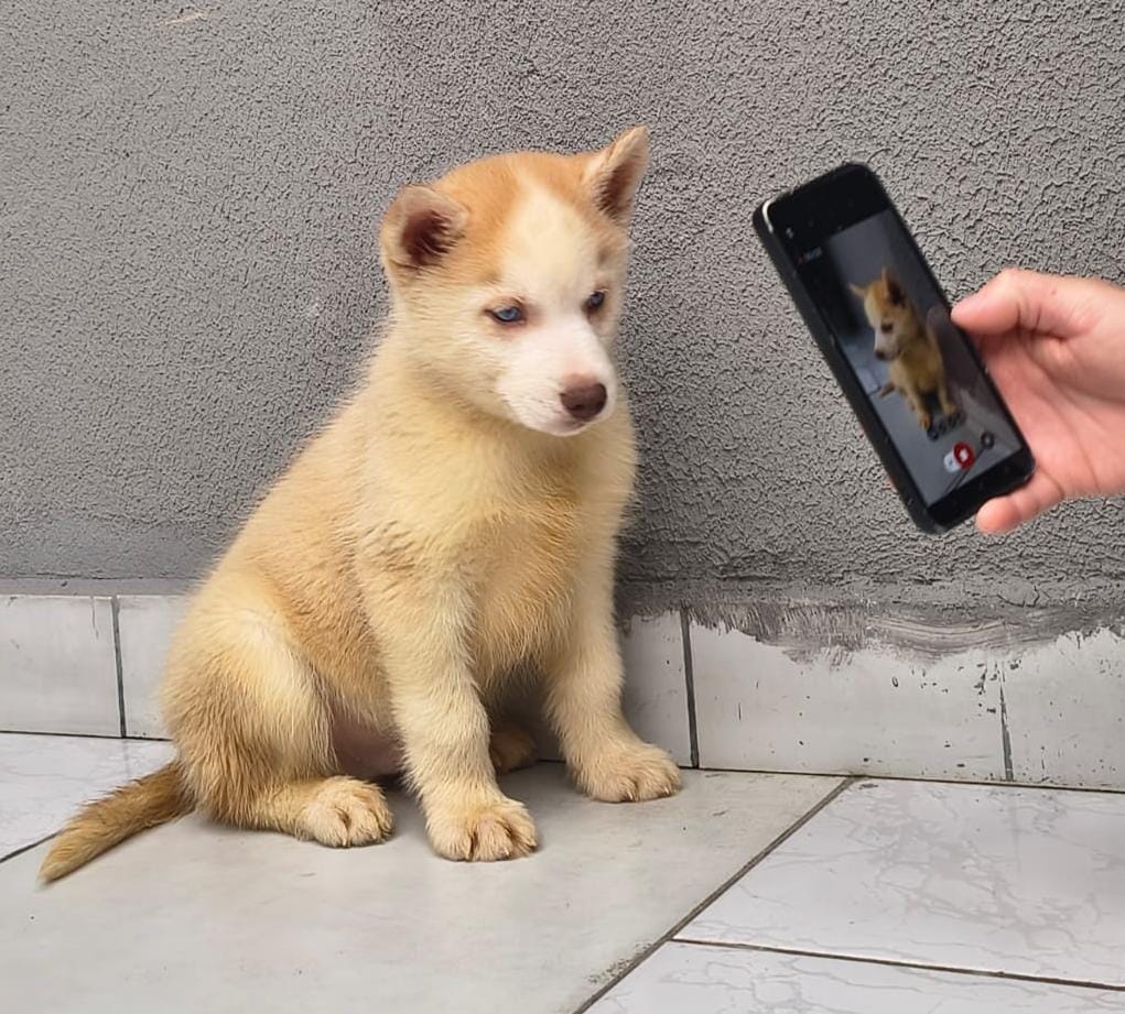 Portal Vendocão Filhote de Husky Siberiano  Curitiba